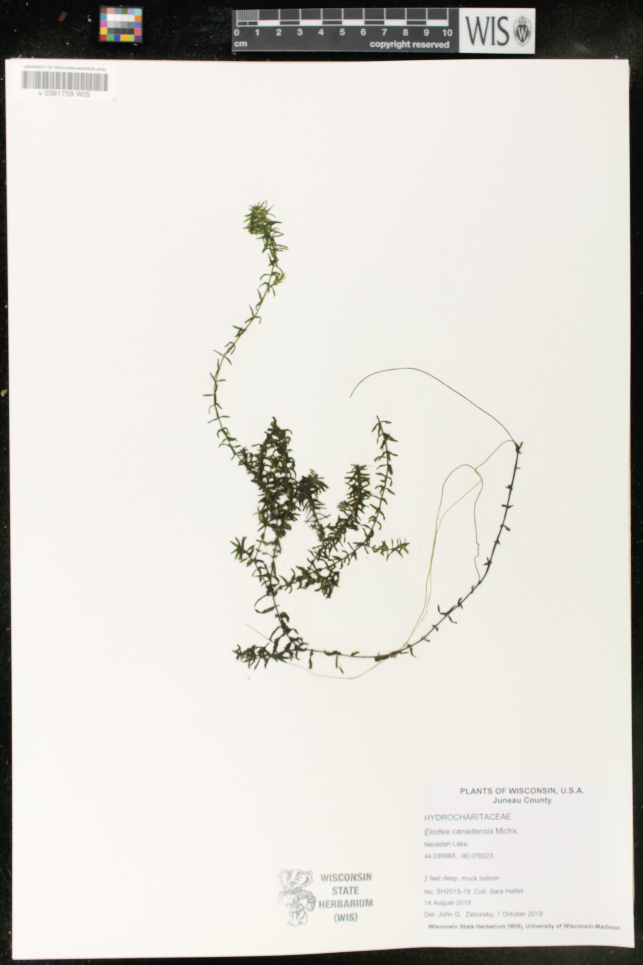 Elodea canadensis image