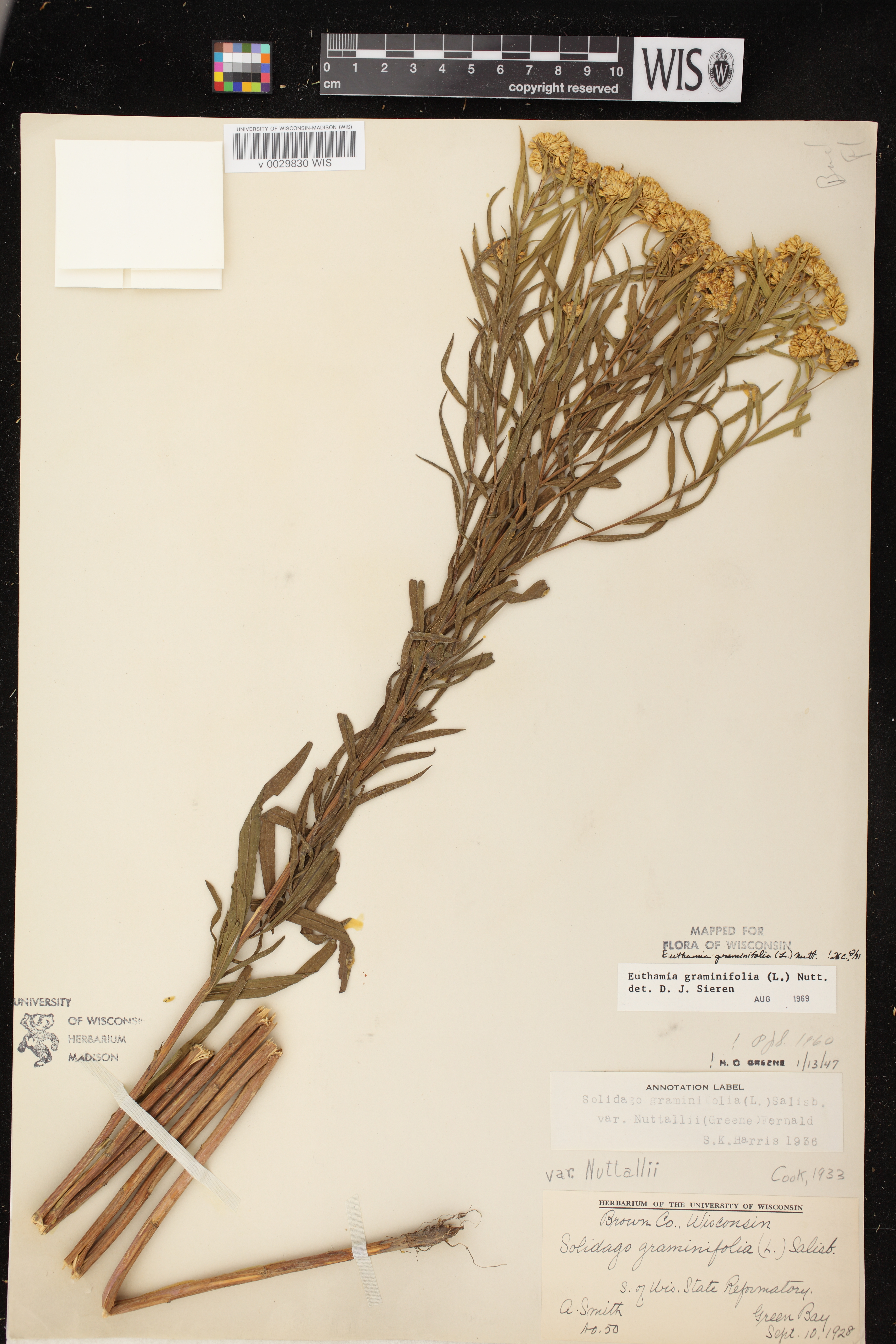 Euthamia graminifolia image