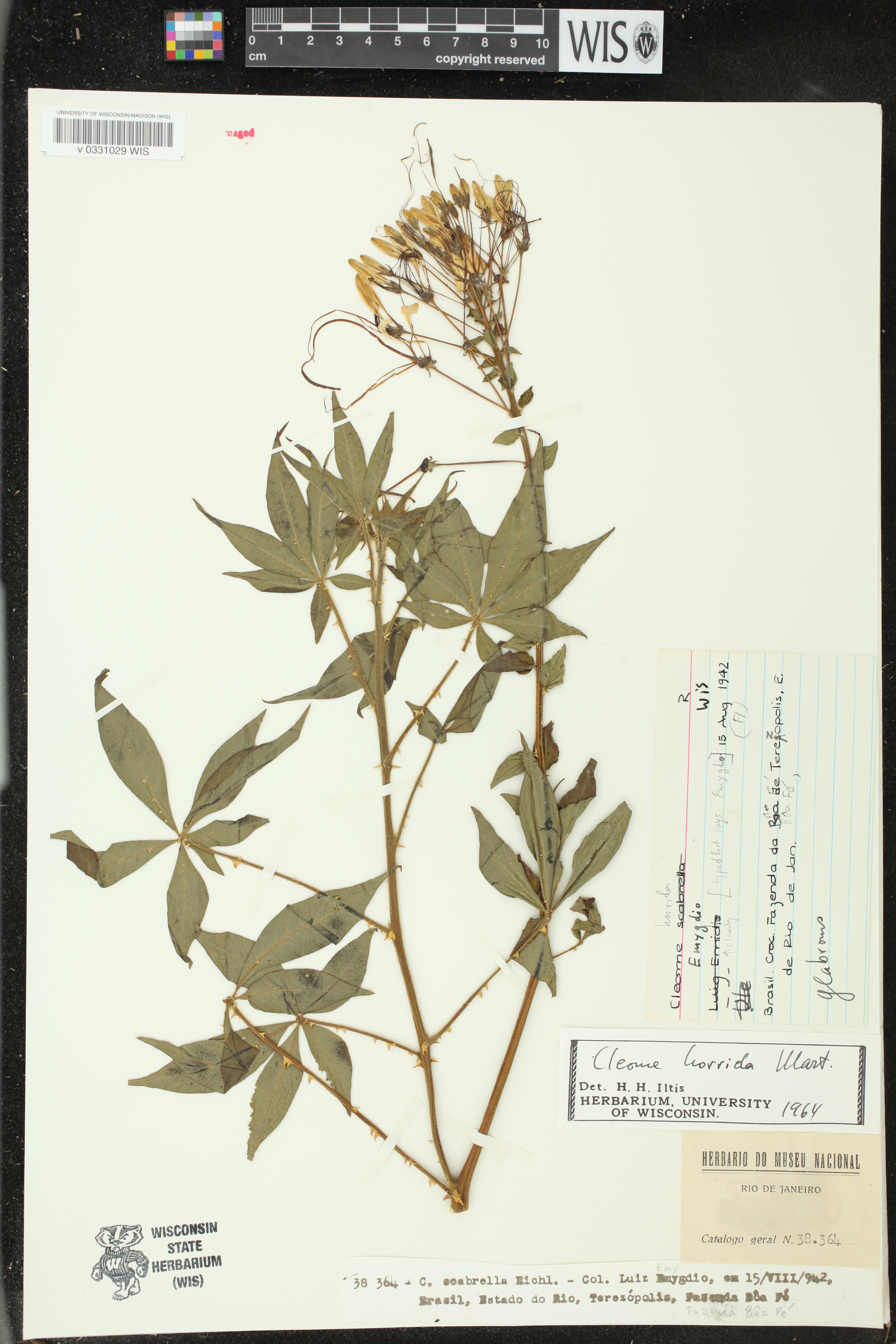 Cleome horrida image