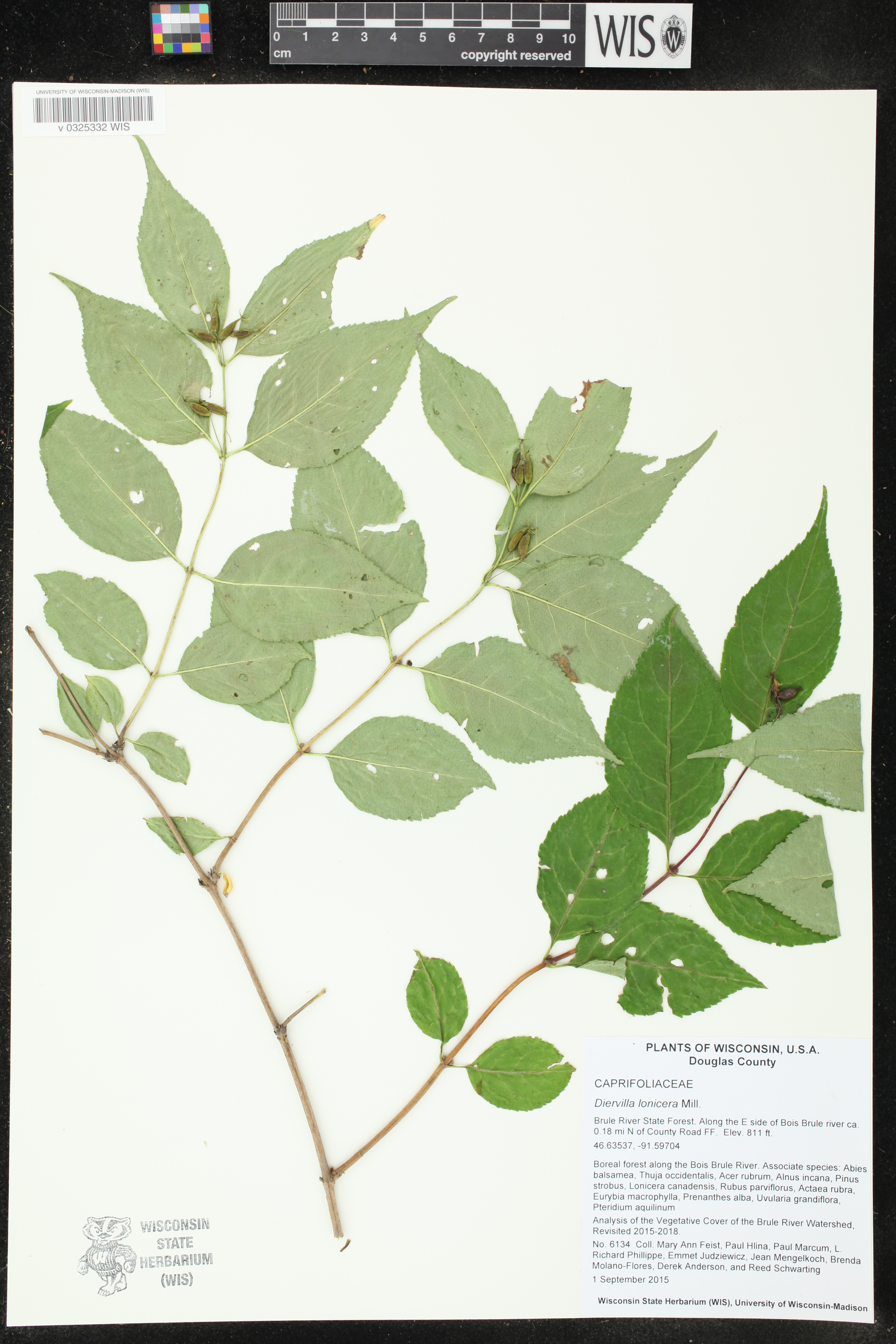 Diervilla lonicera image