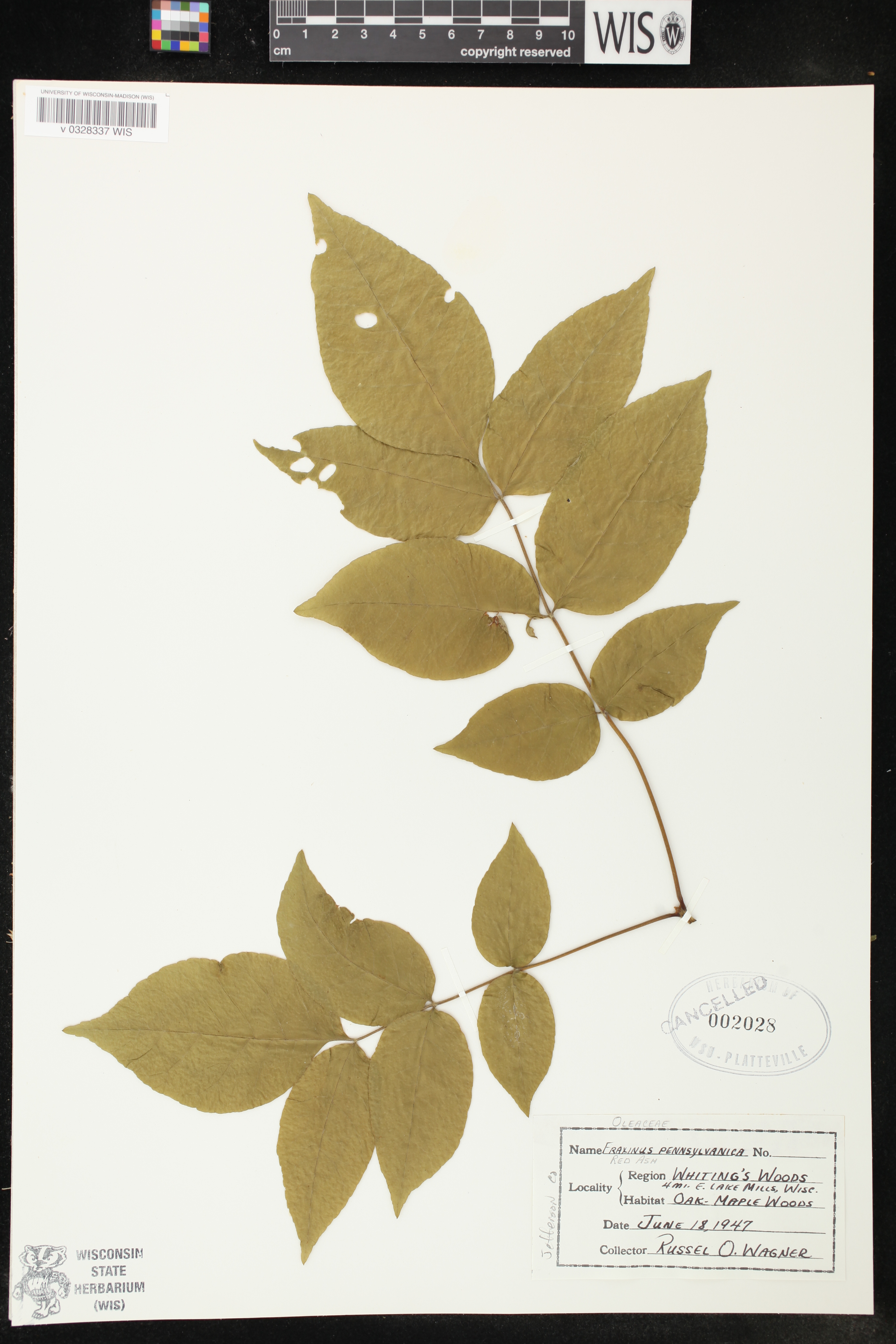 Fraxinus pennsylvanica image