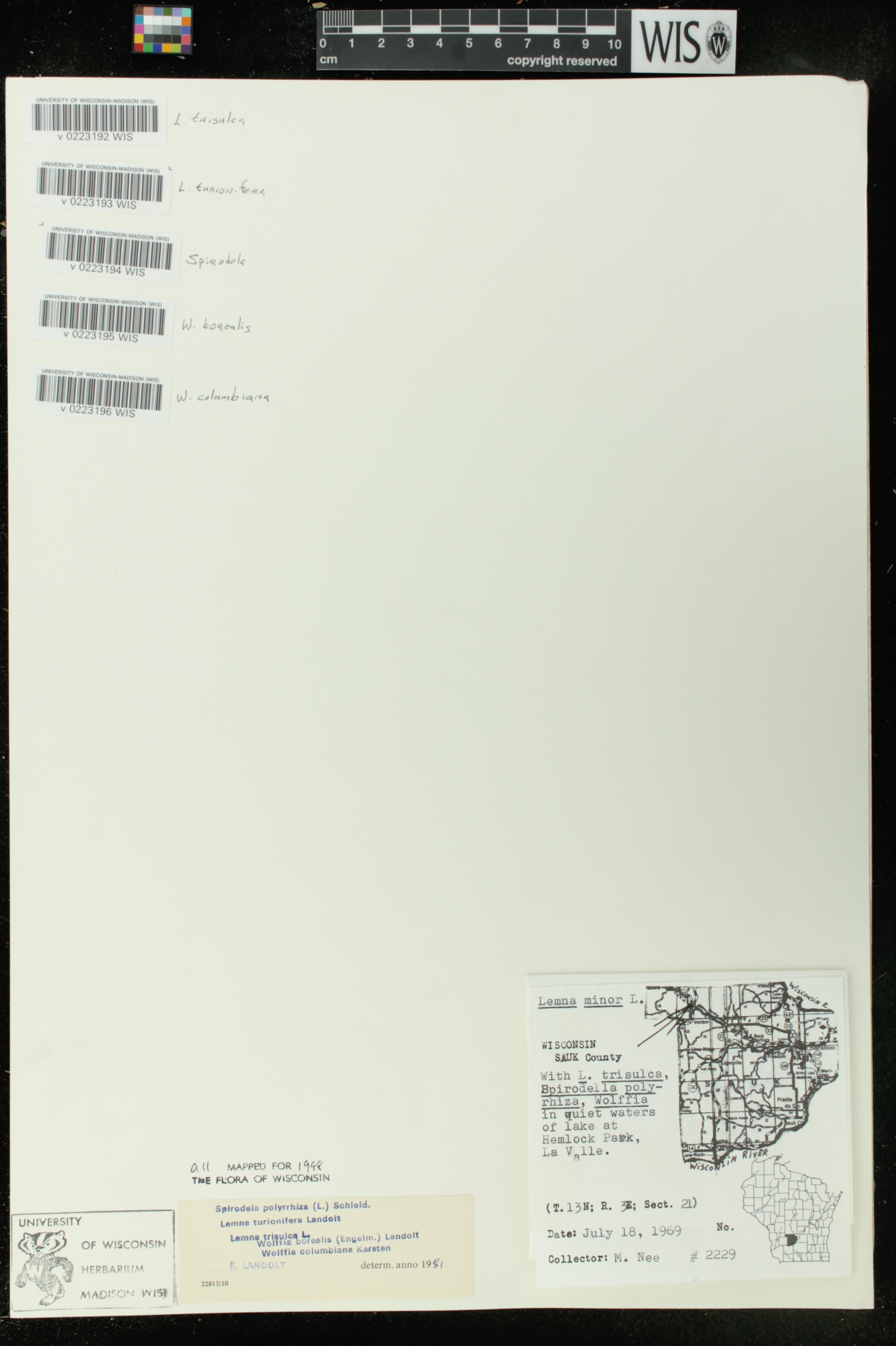 Wolffia columbiana image