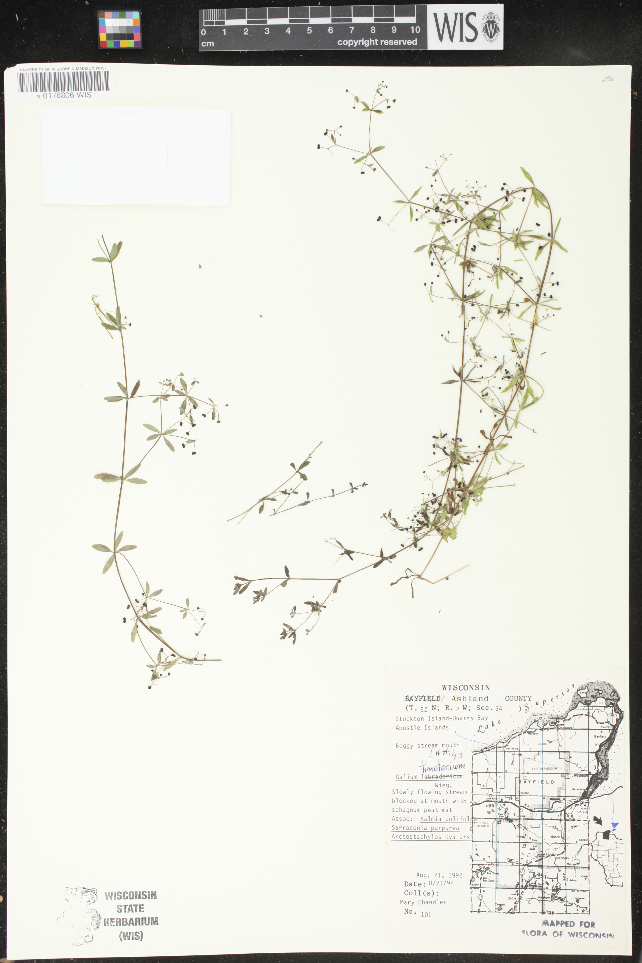 Galium tinctorium image