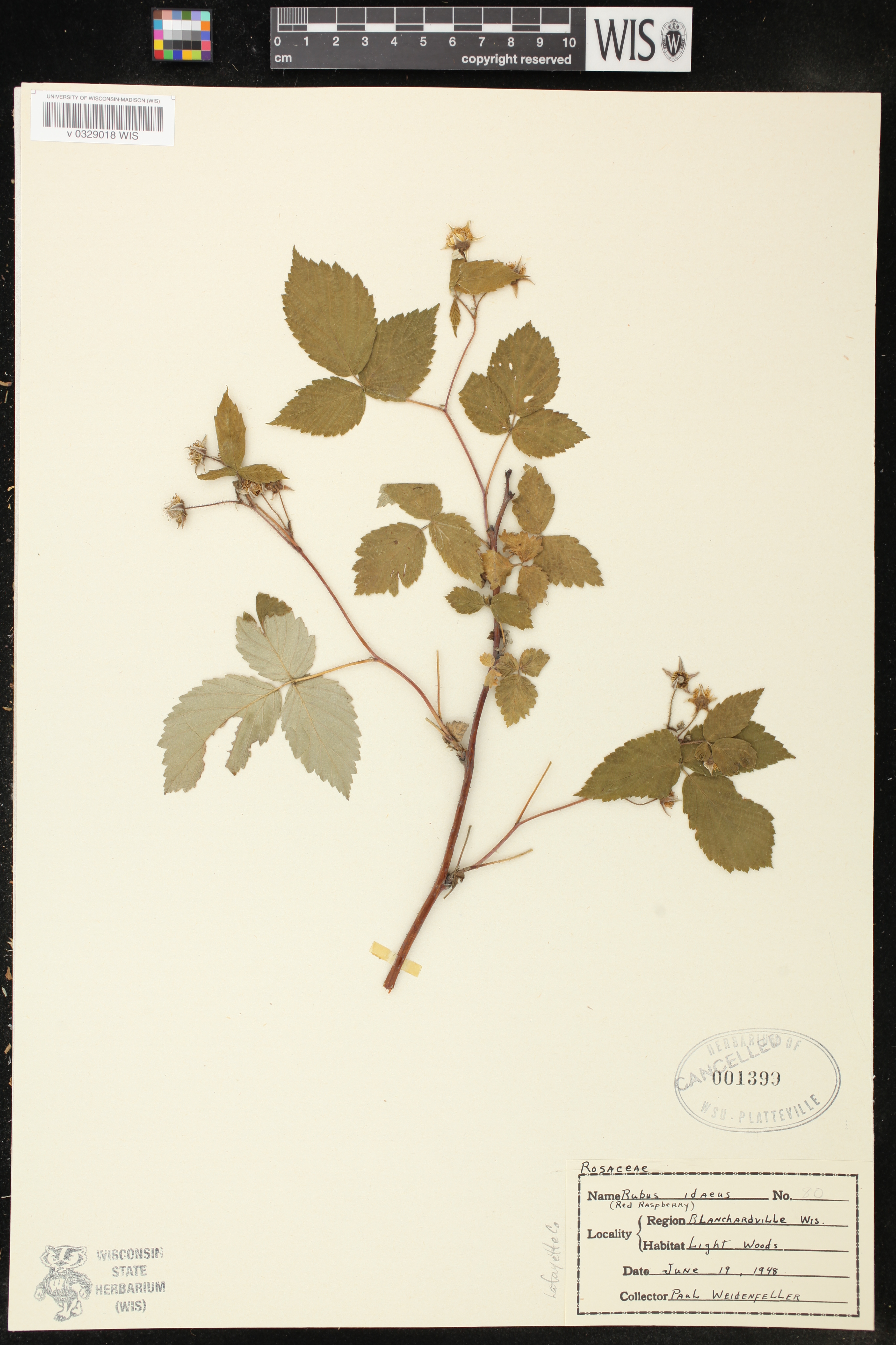 Rubus idaeus subsp. strigosus image
