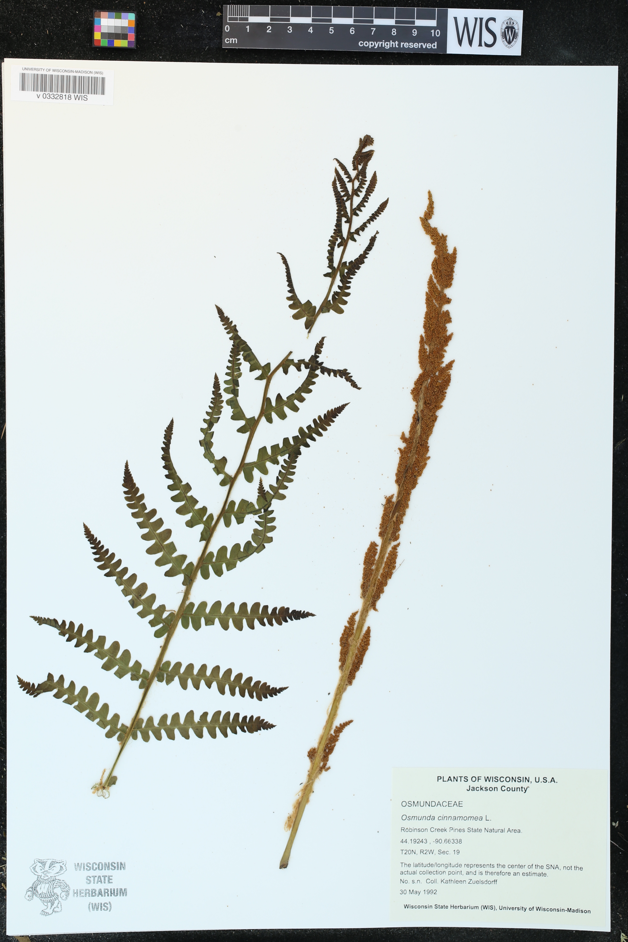 Osmunda cinnamomea image