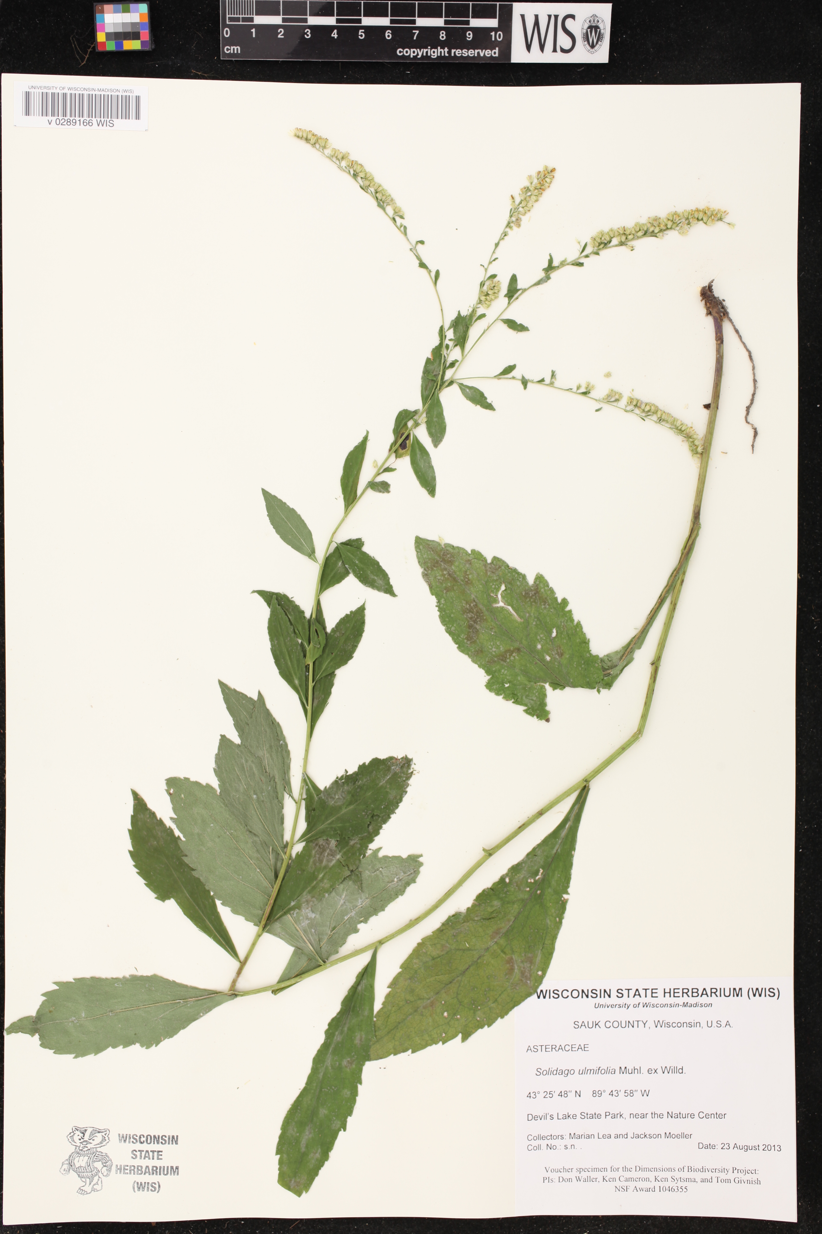 Solidago ulmifolia image