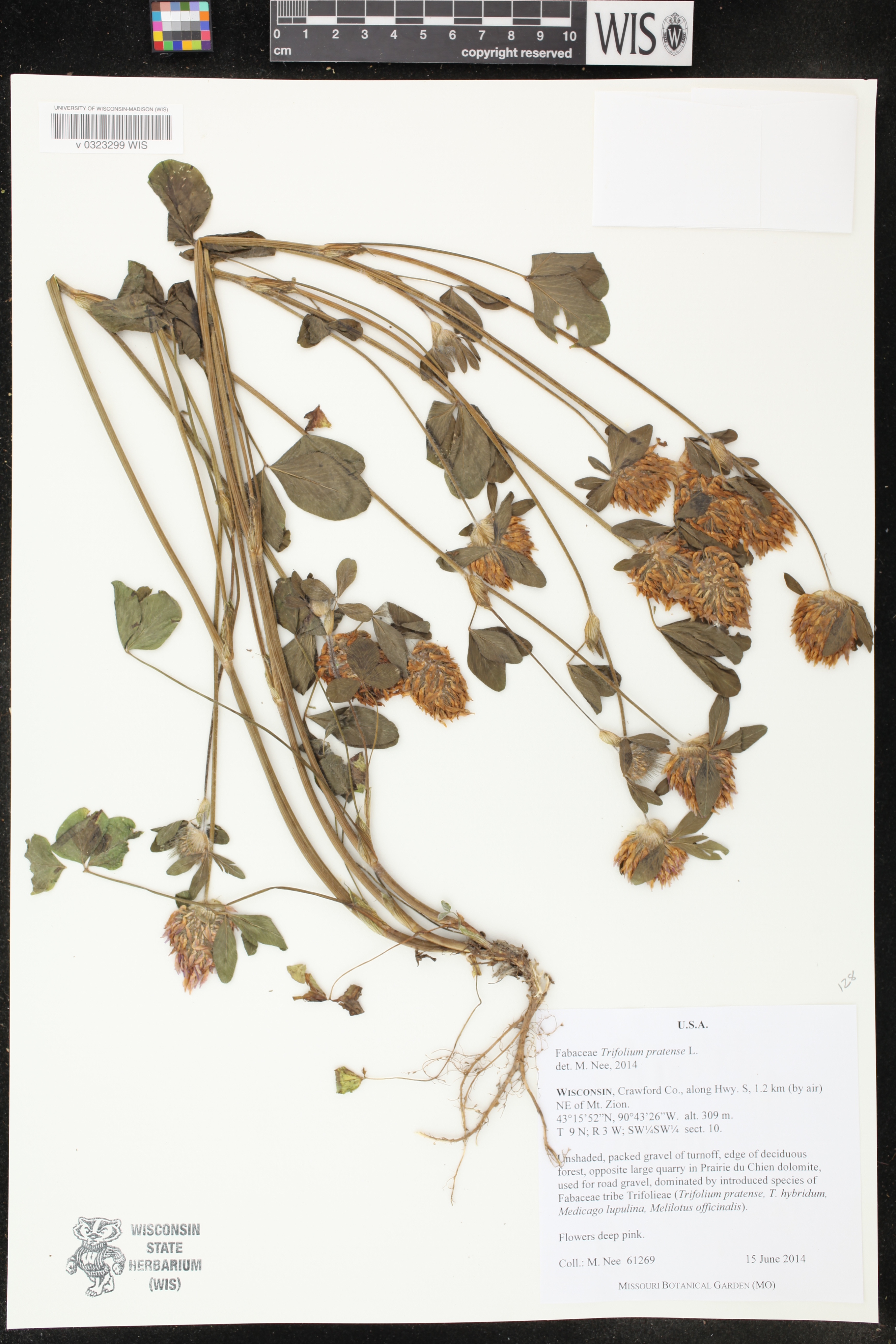 Trifolium pratense image