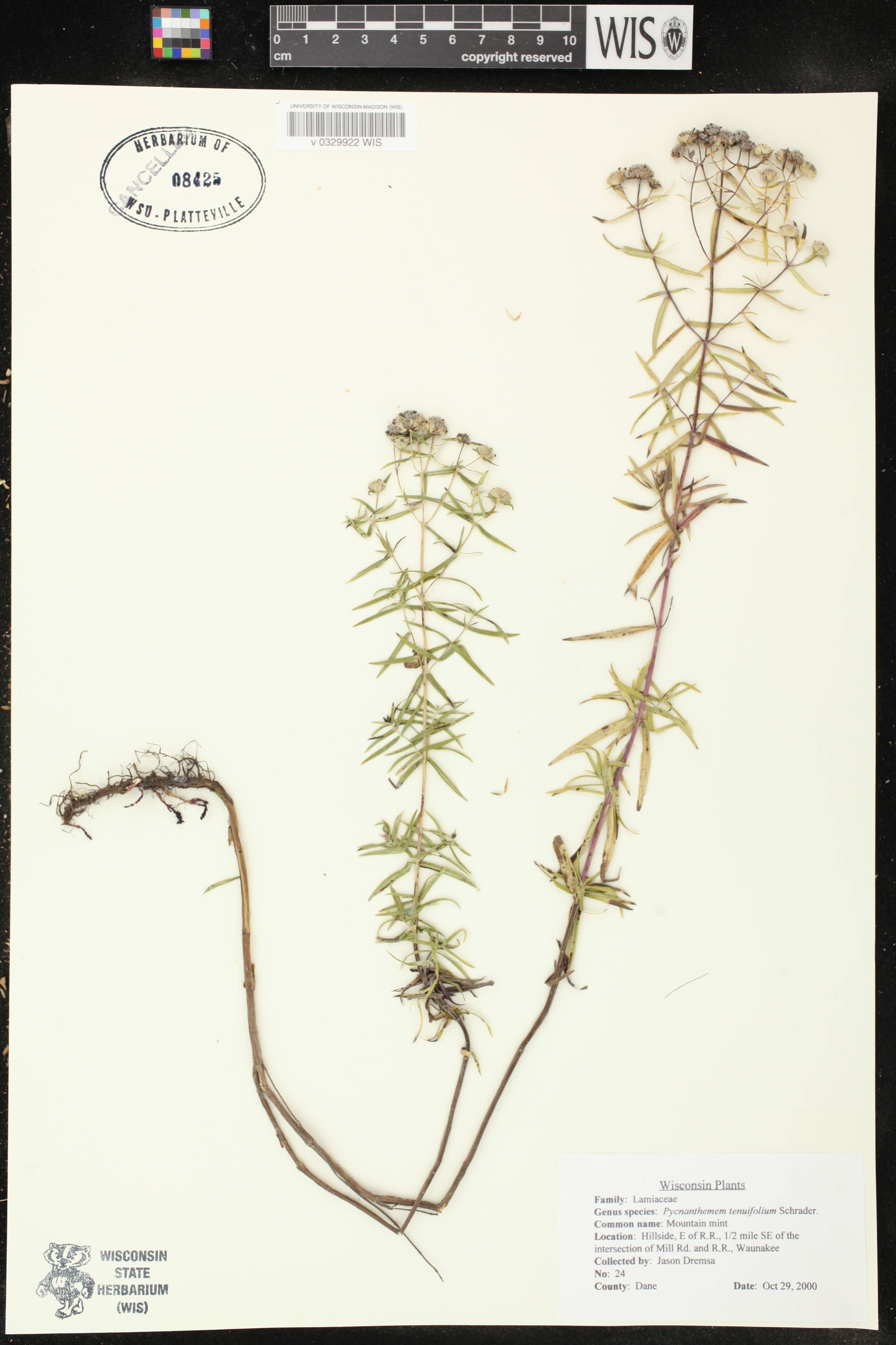 Pycnanthemum tenuifolium image