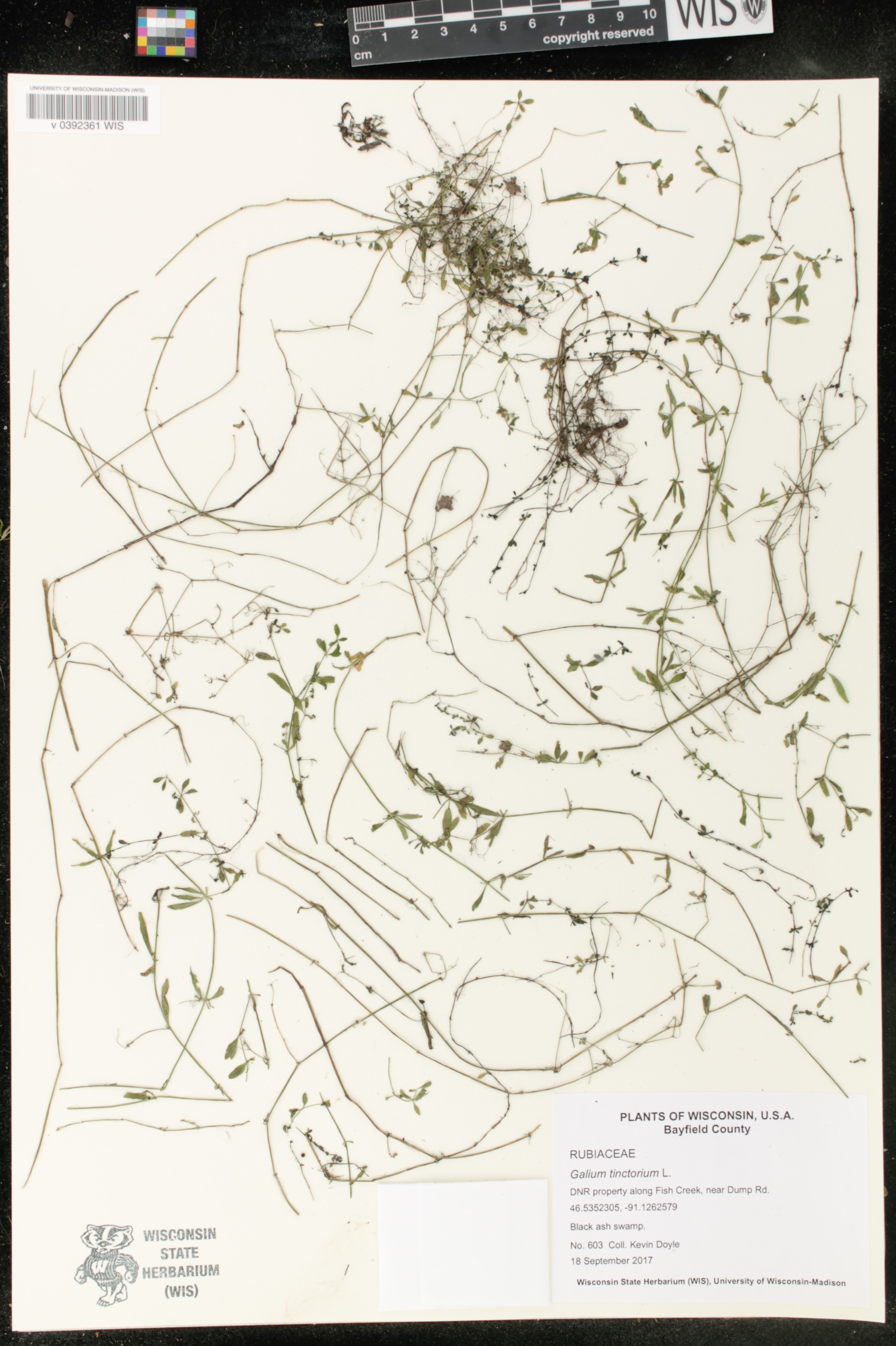 Galium tinctorium image