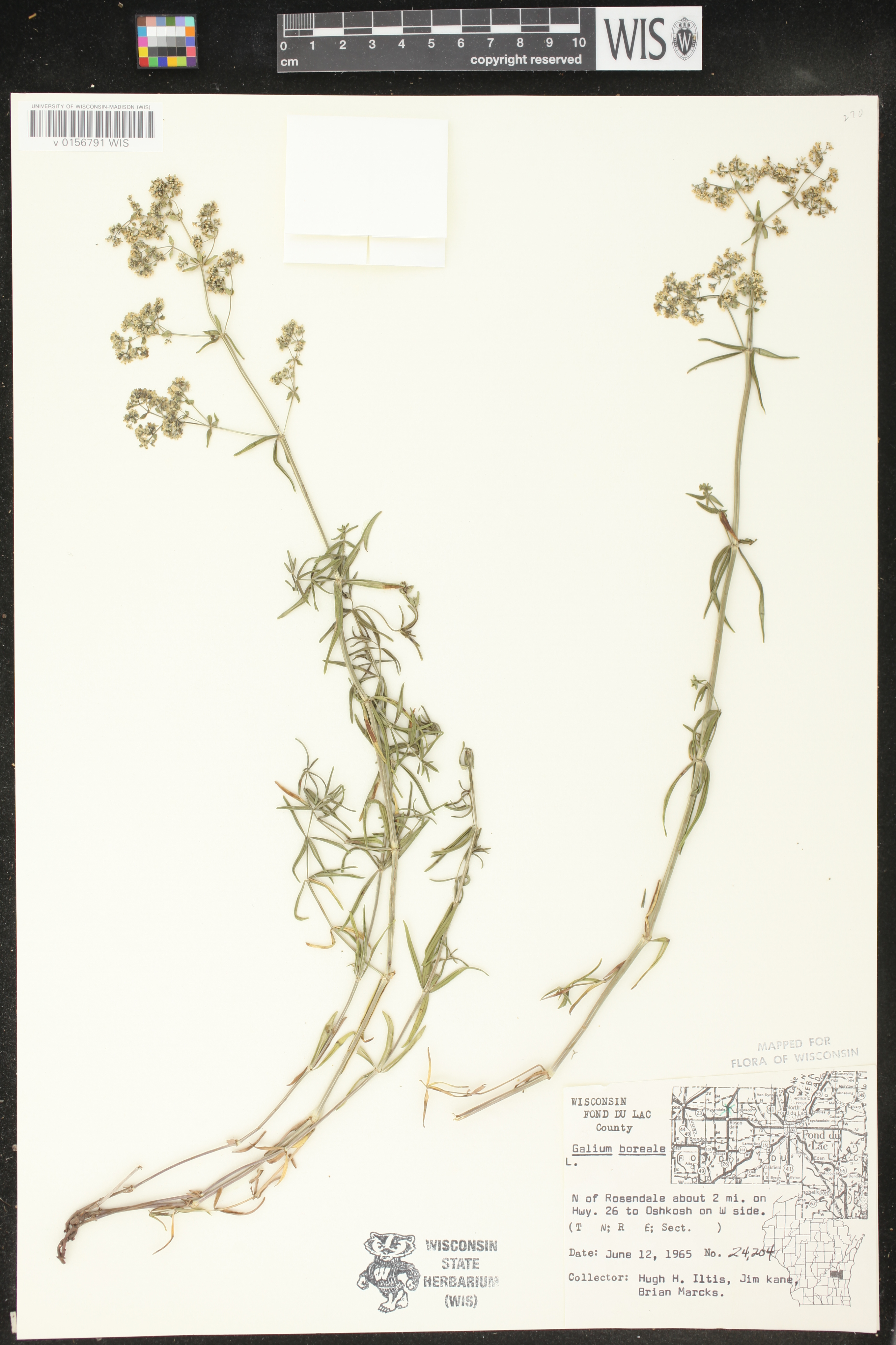 Galium boreale image