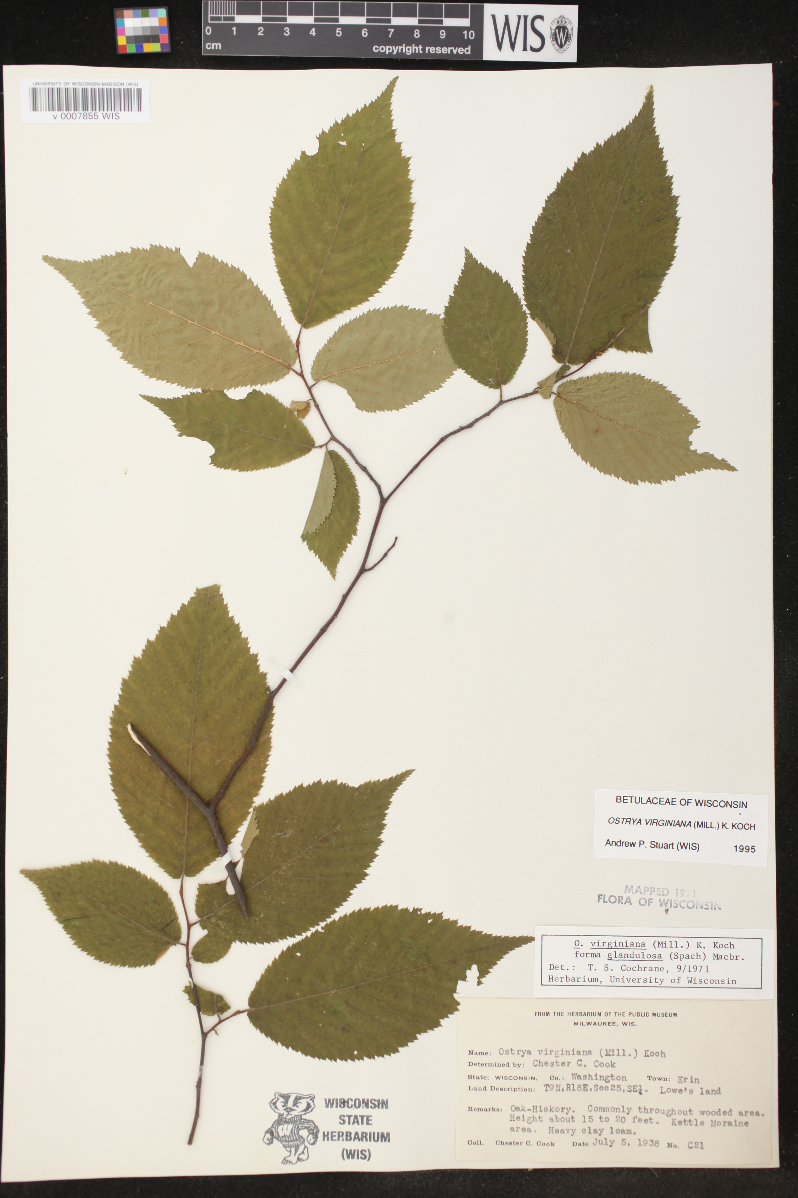 Ostrya virginiana image