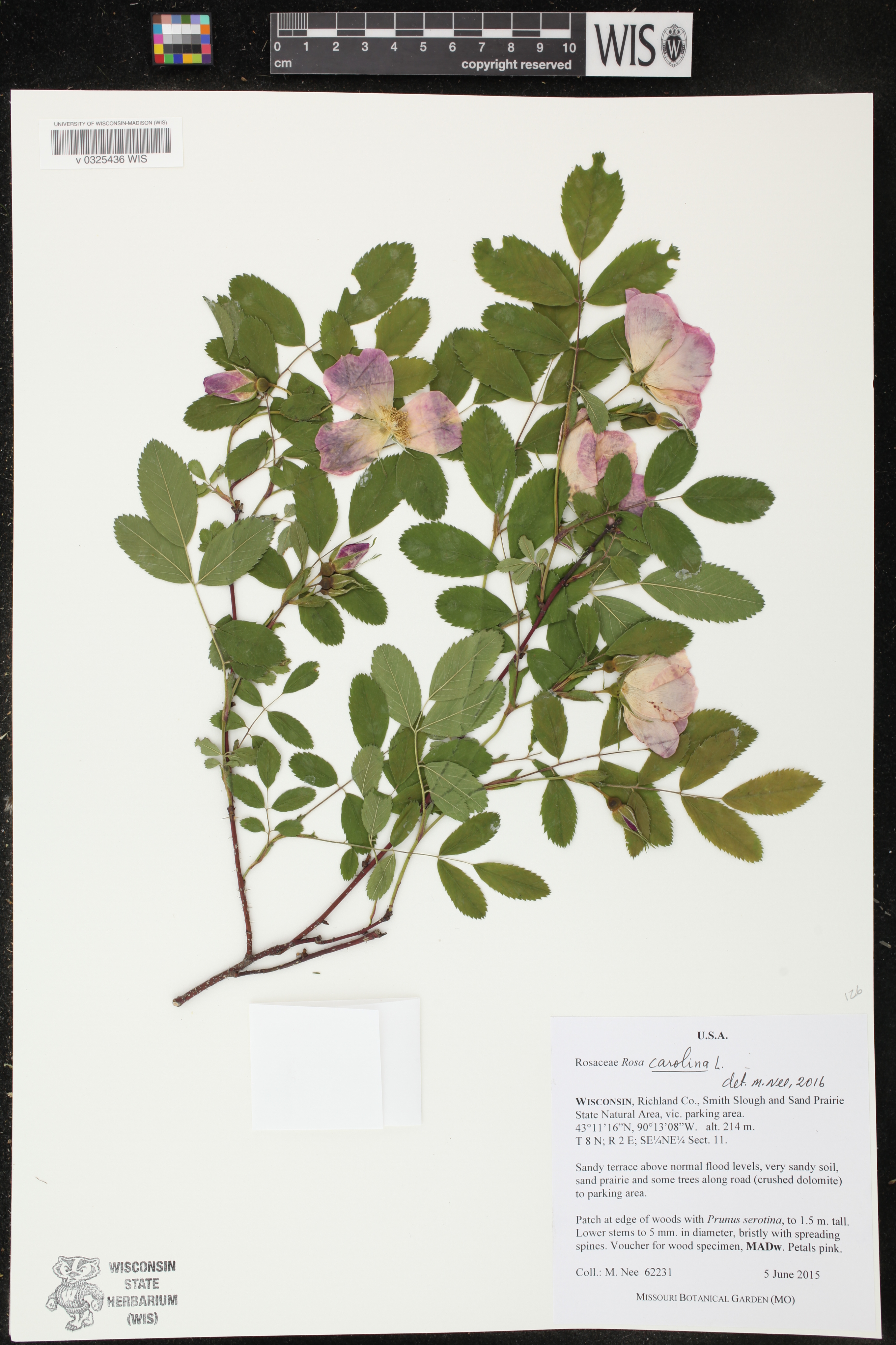 Rosa carolina image