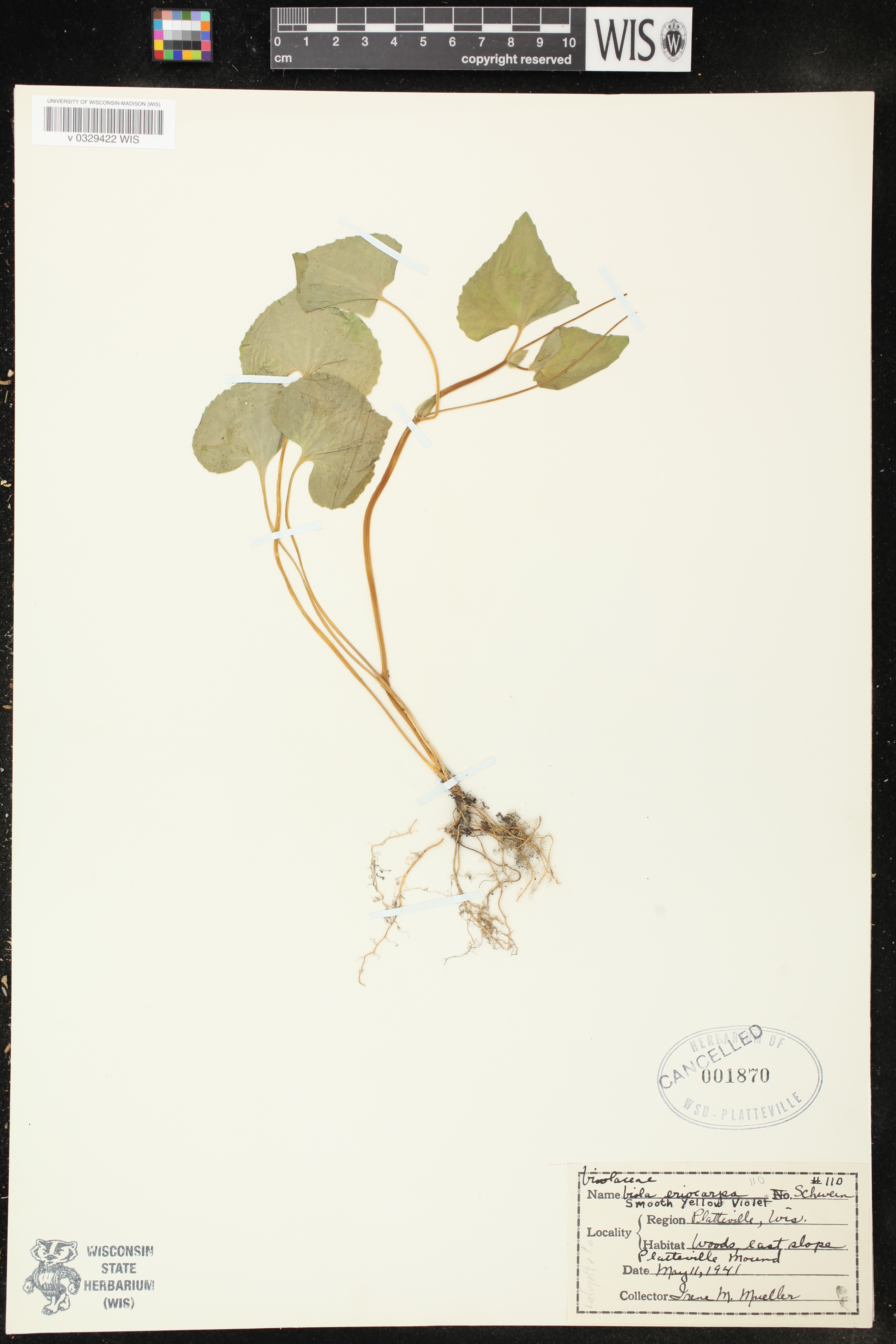 Viola pubescens var. scabriuscula image