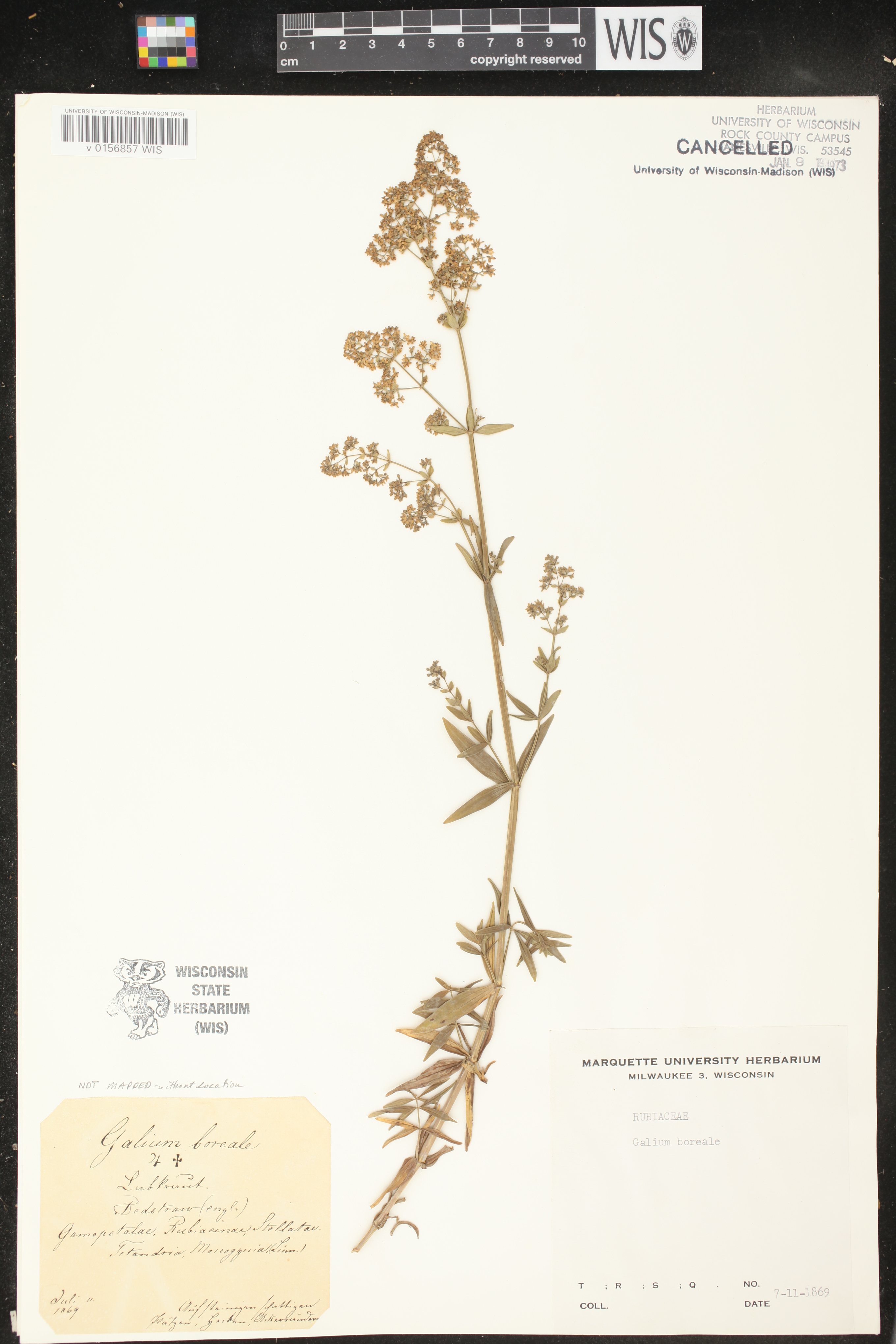 Galium boreale image