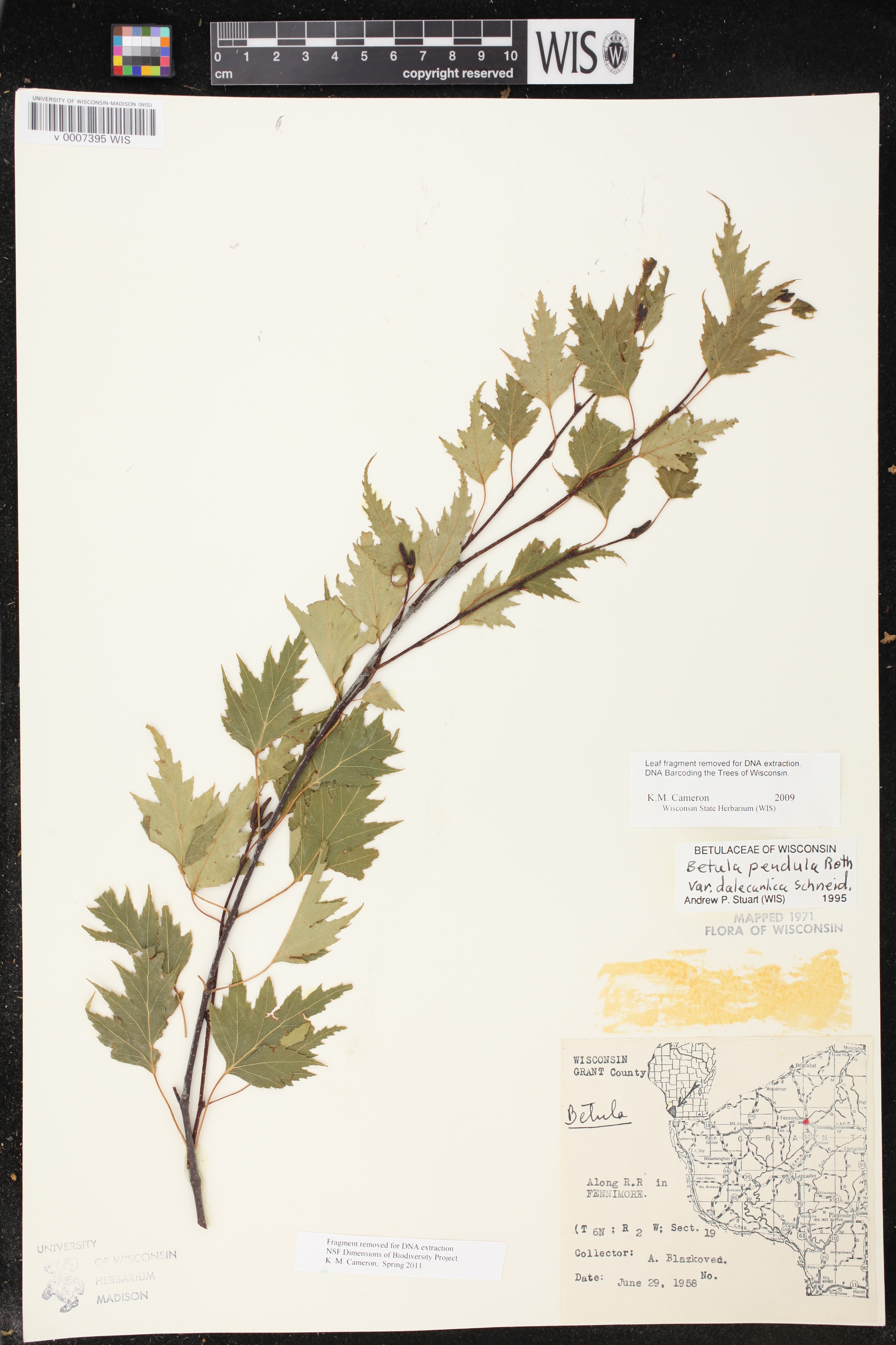 Image of Betula pendula f. 'dalecarlica'