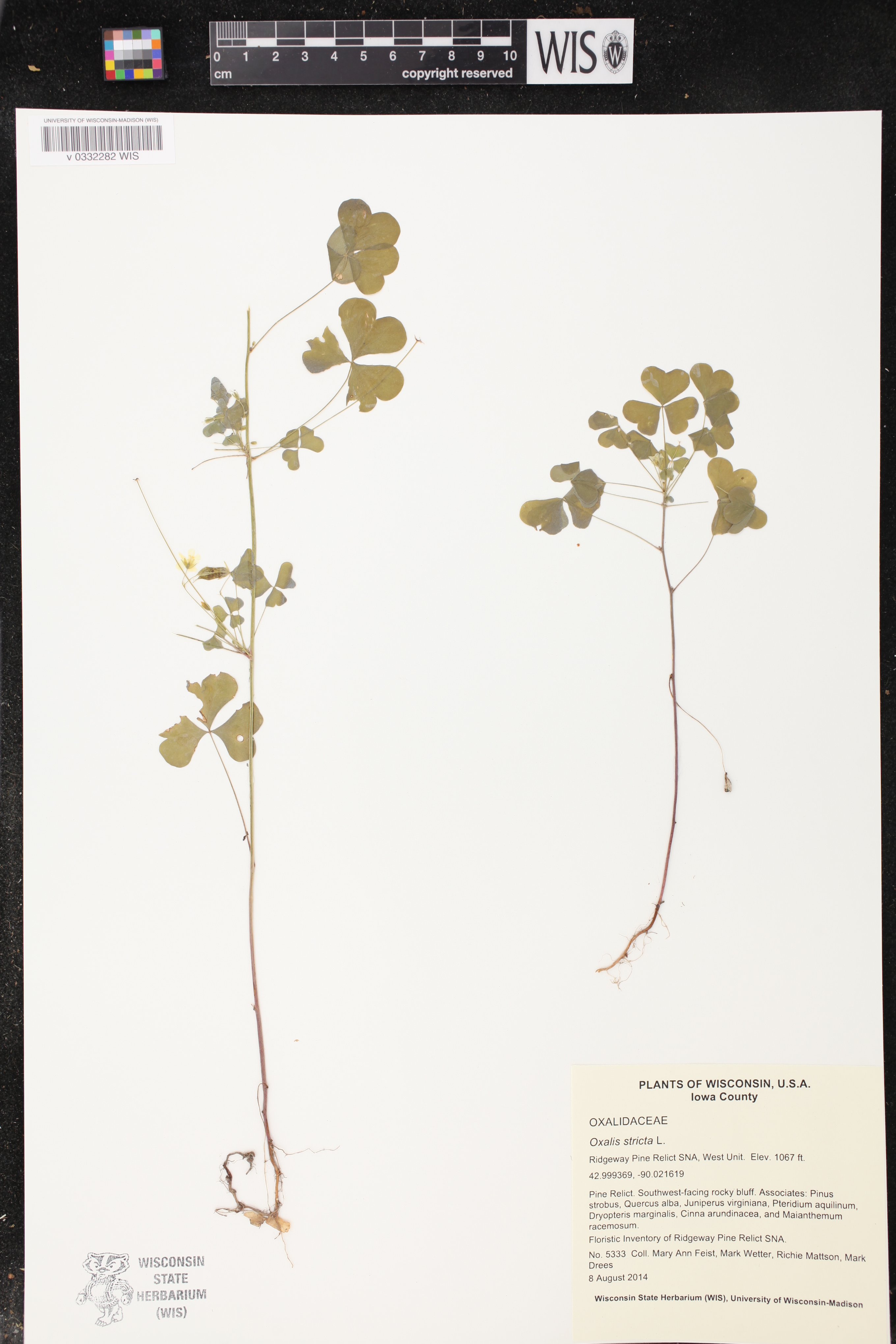 Oxalis stricta image