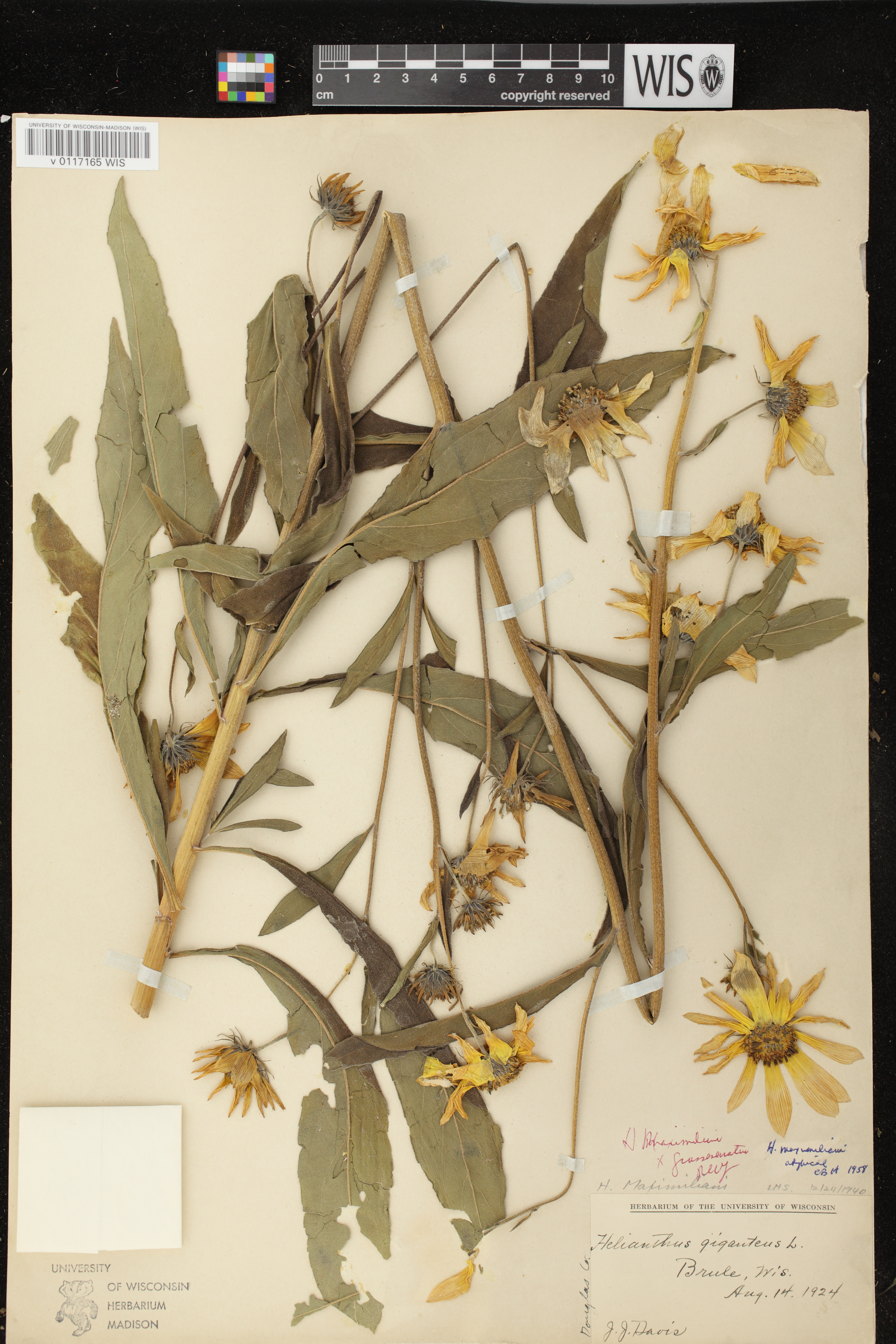 Image of Helianthus x intermedius