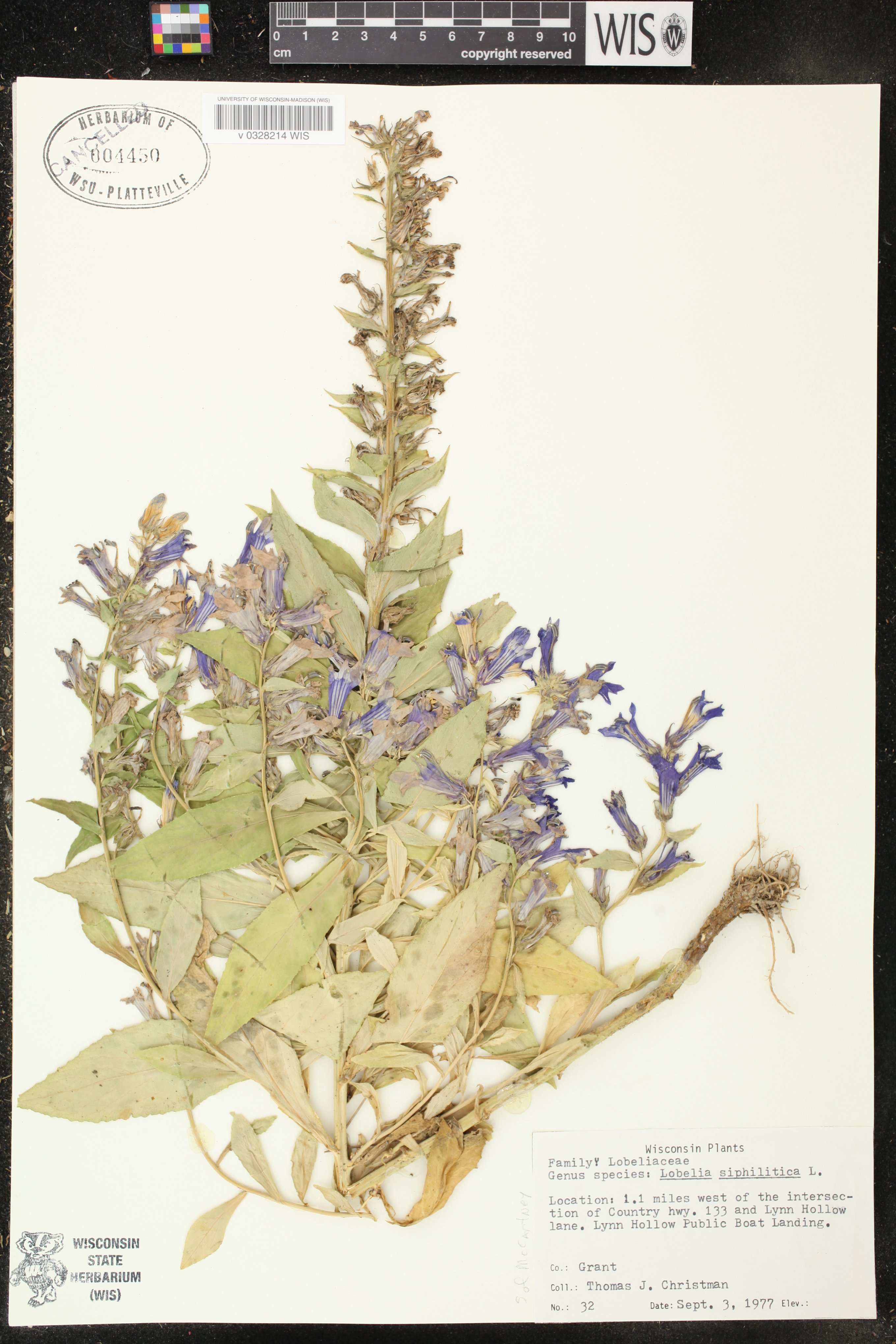 Lobelia siphilitica image