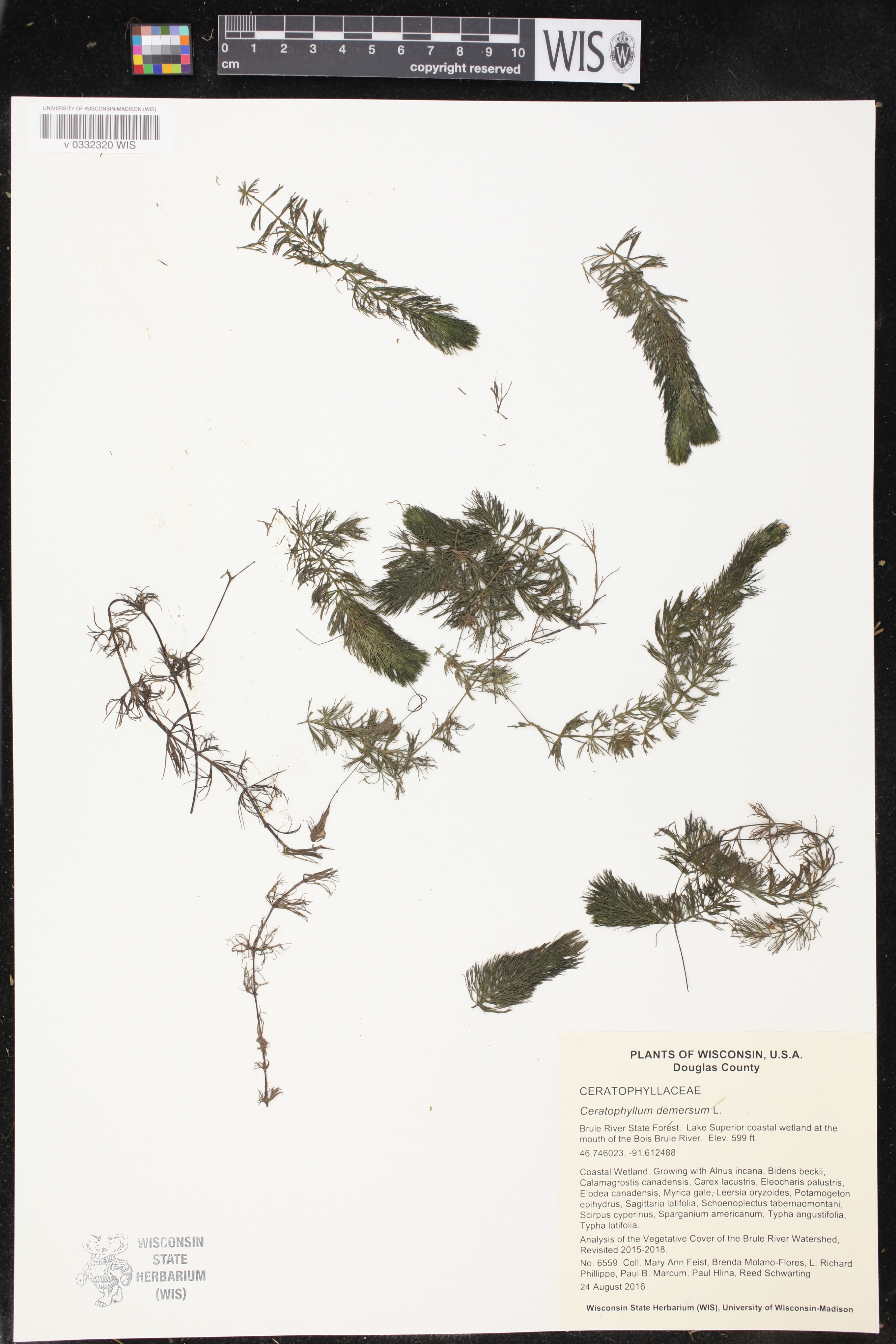 Ceratophyllum demersum image