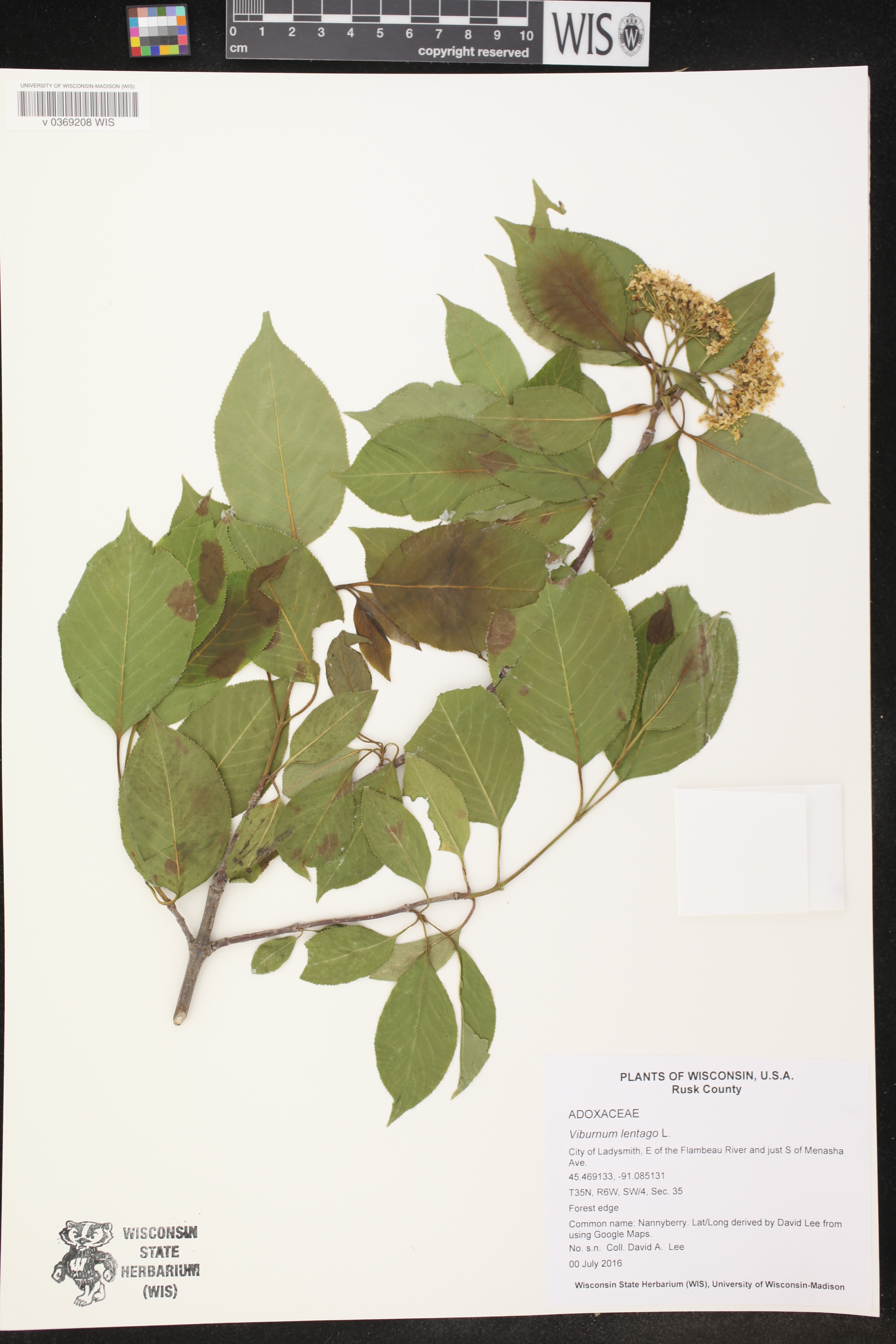 Viburnum lentago image