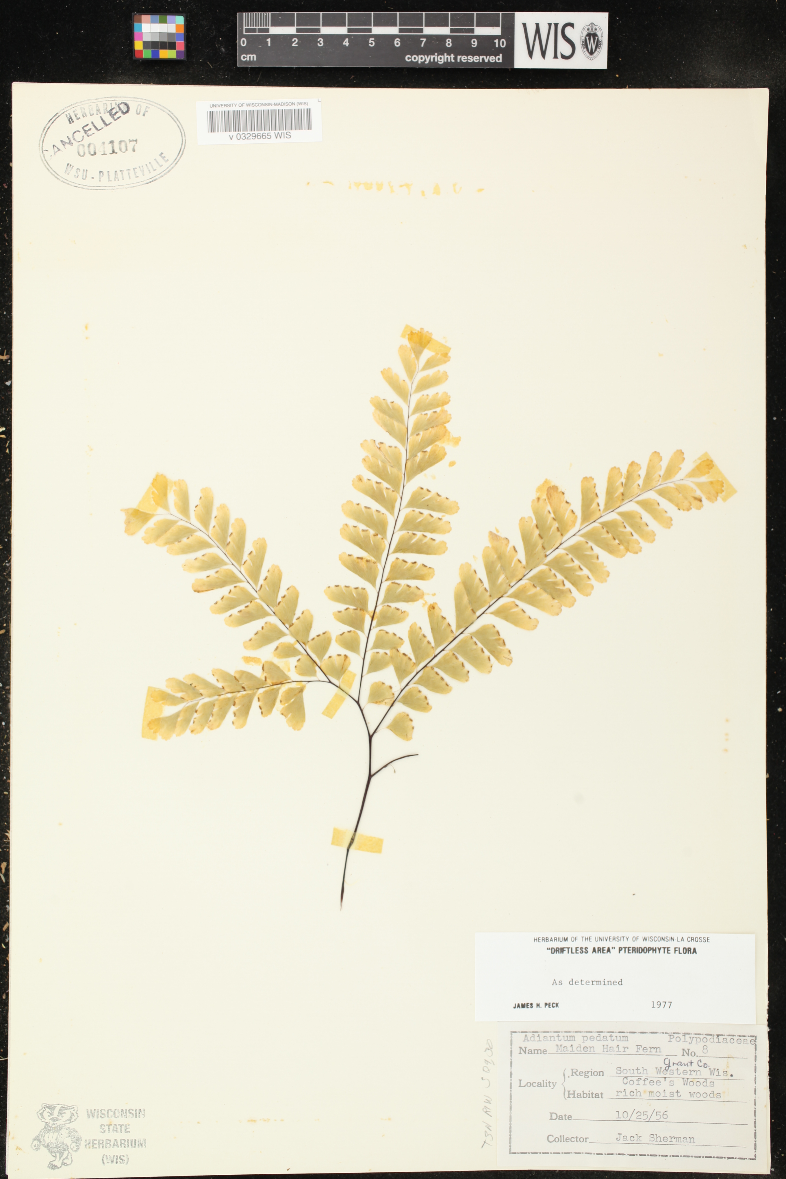 Adiantum pedatum image