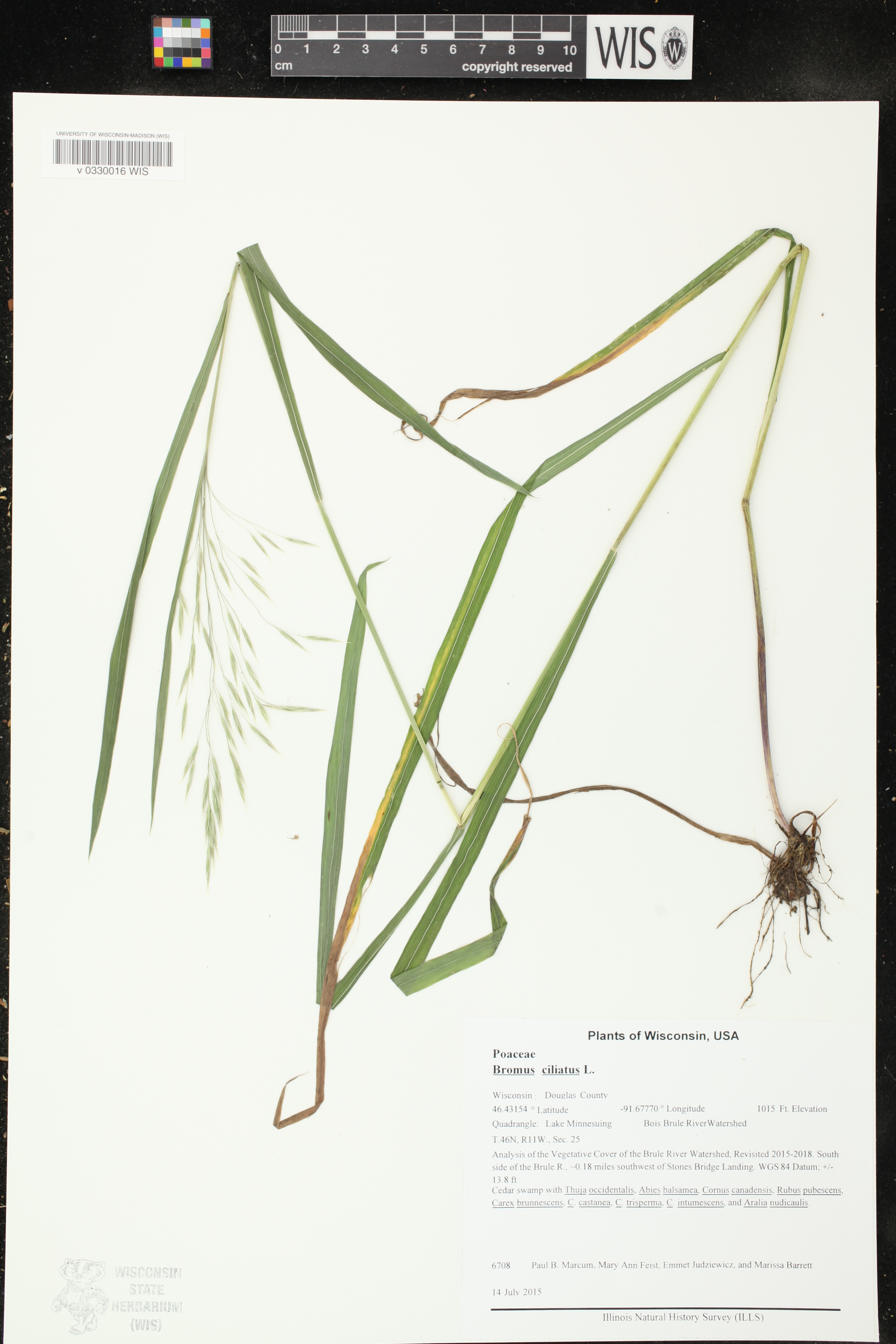 Bromus ciliatus image