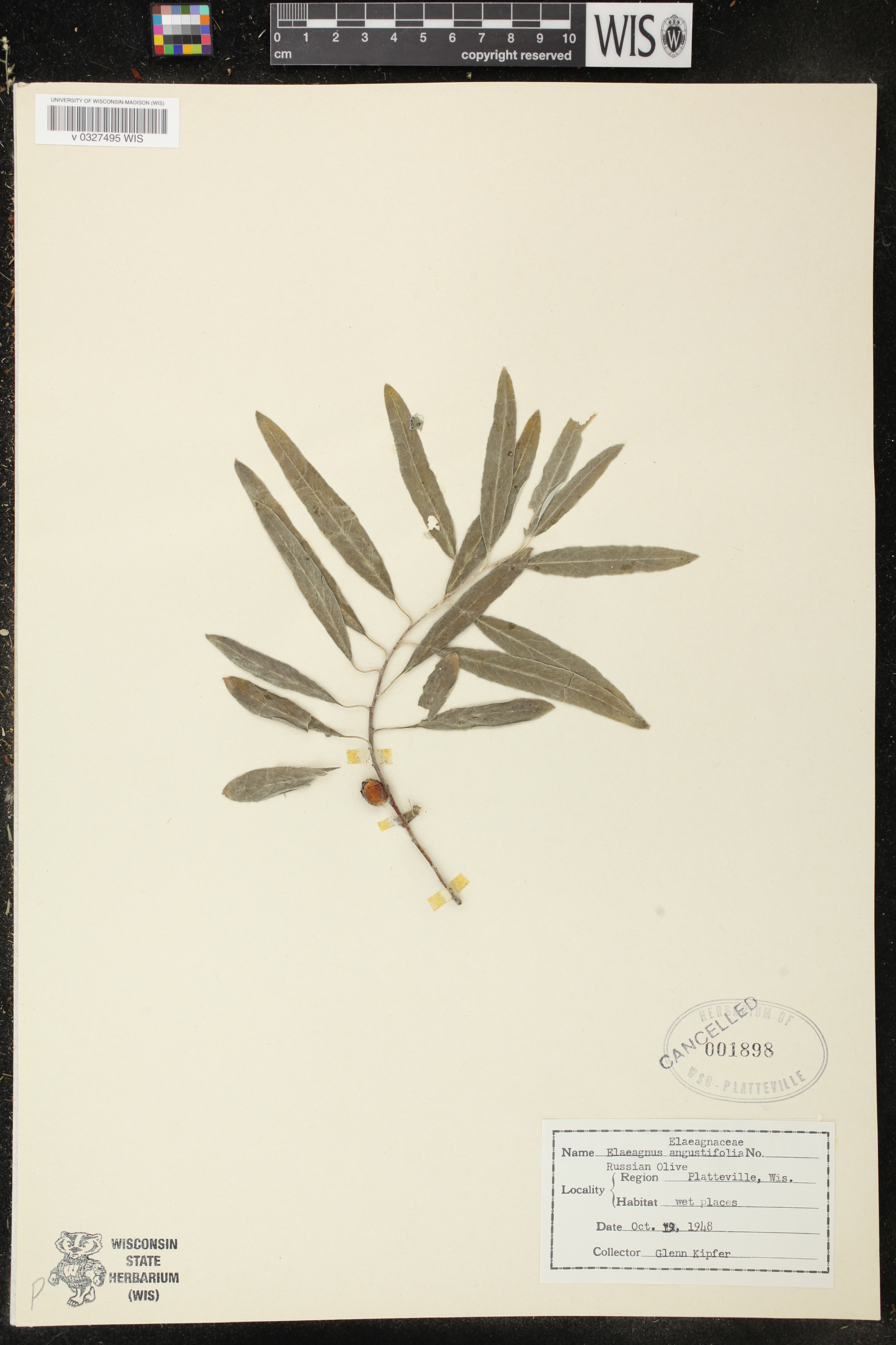 Elaeagnus angustifolia image