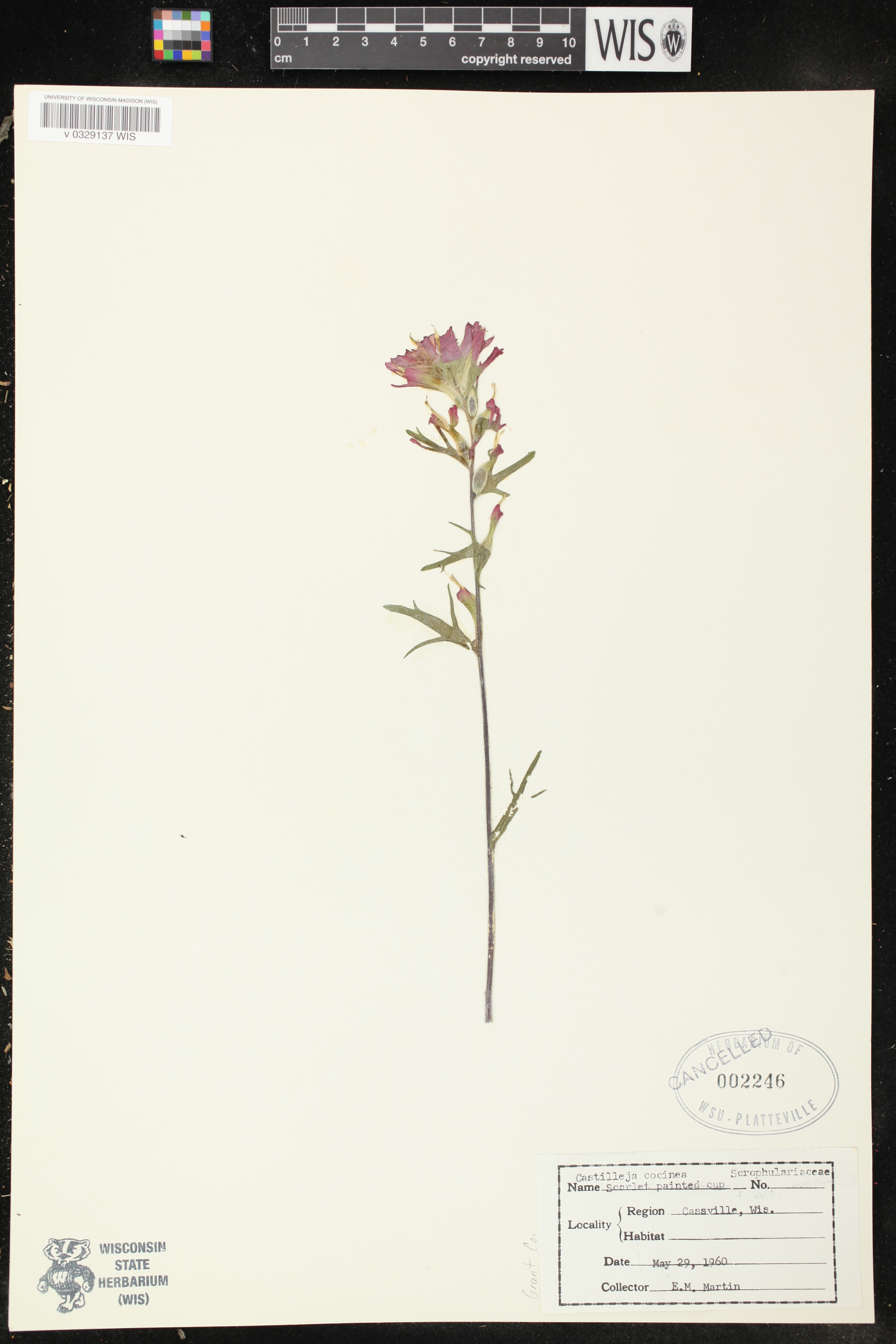 Castilleja coccinea image