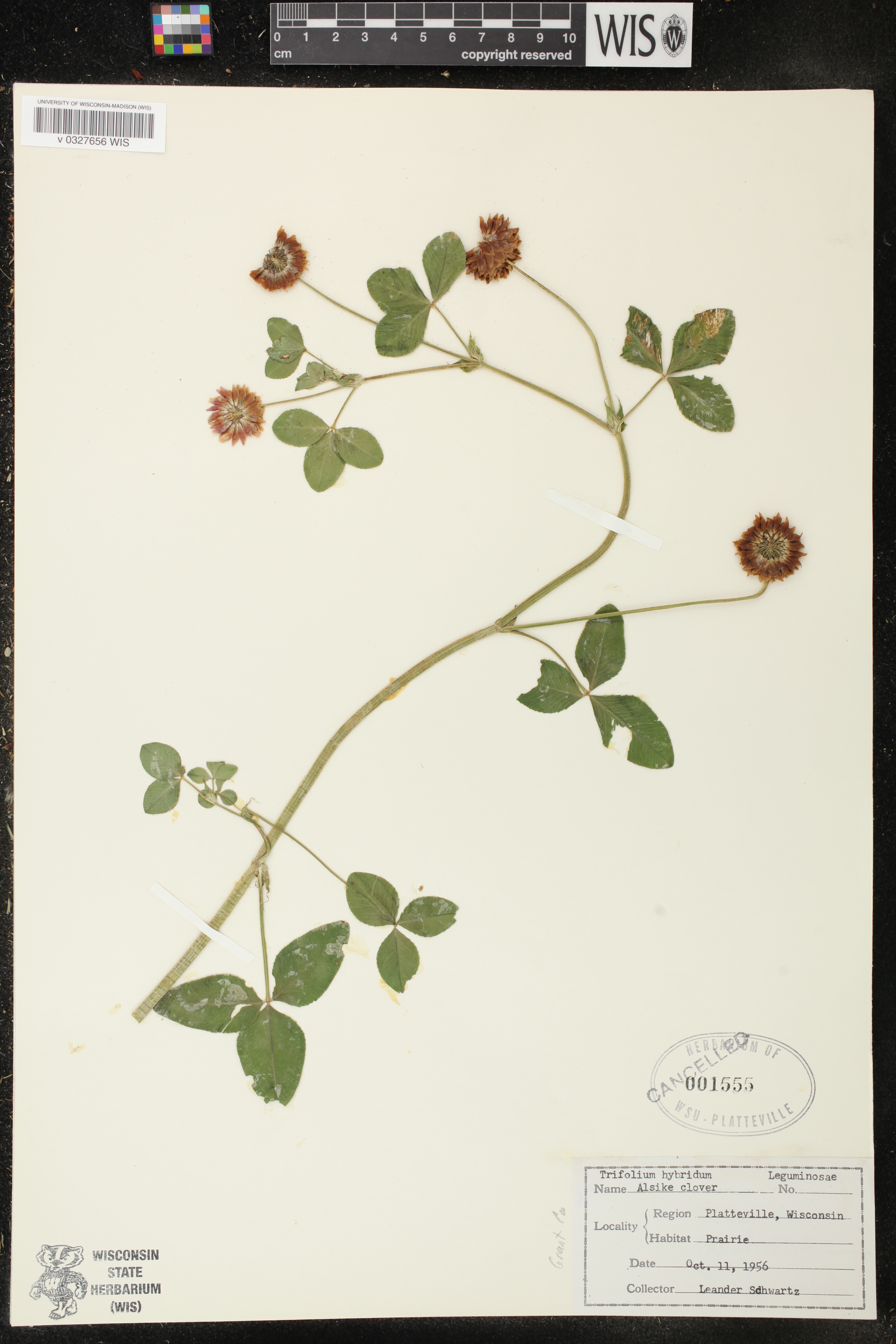 Trifolium hybridum image