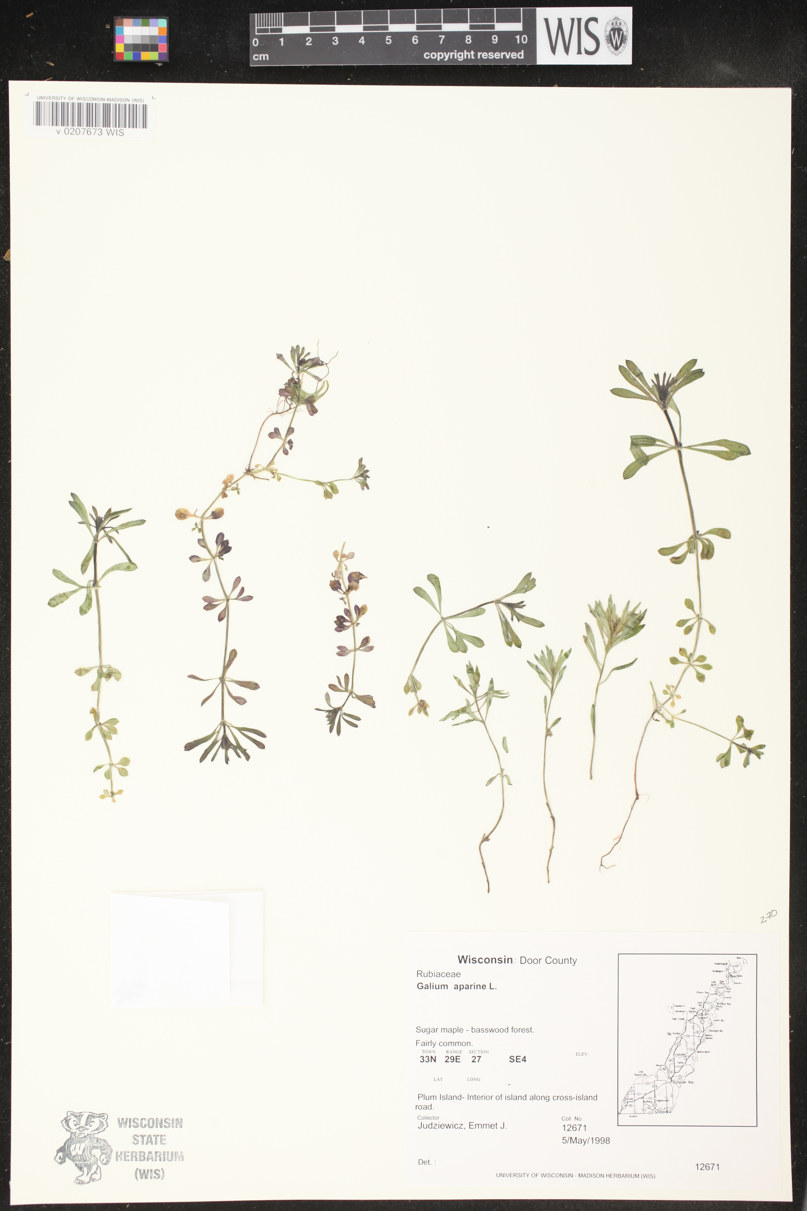 Galium aparine image
