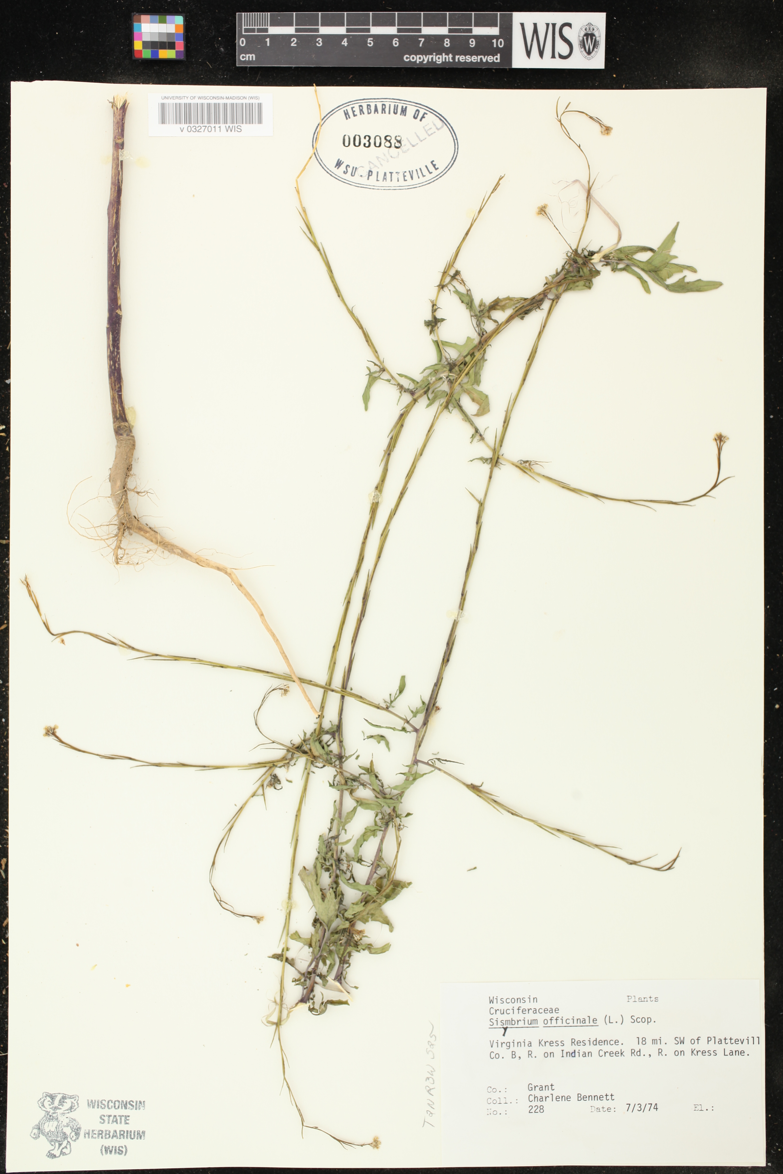 Sisymbrium officinale image