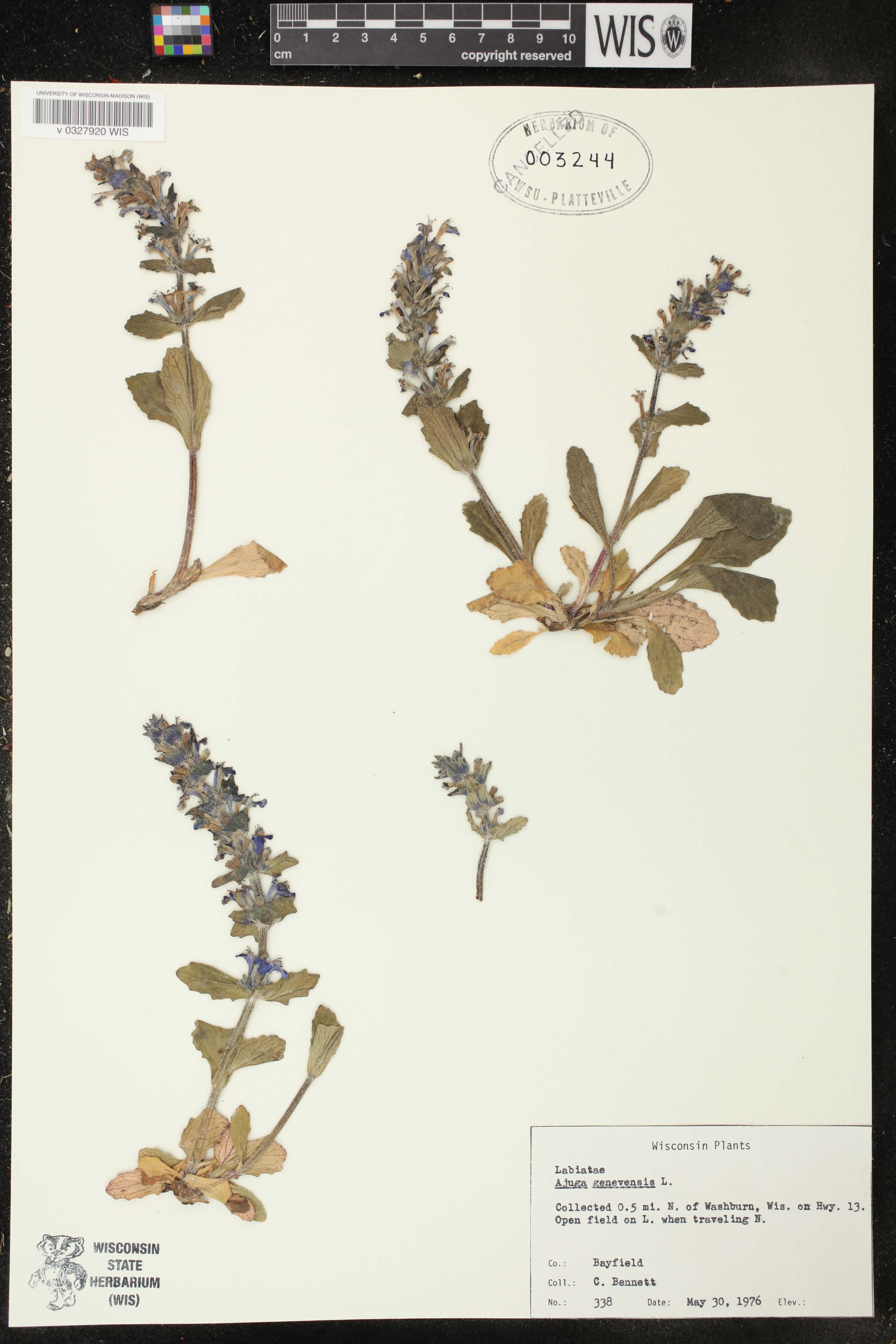 Ajuga genevensis image