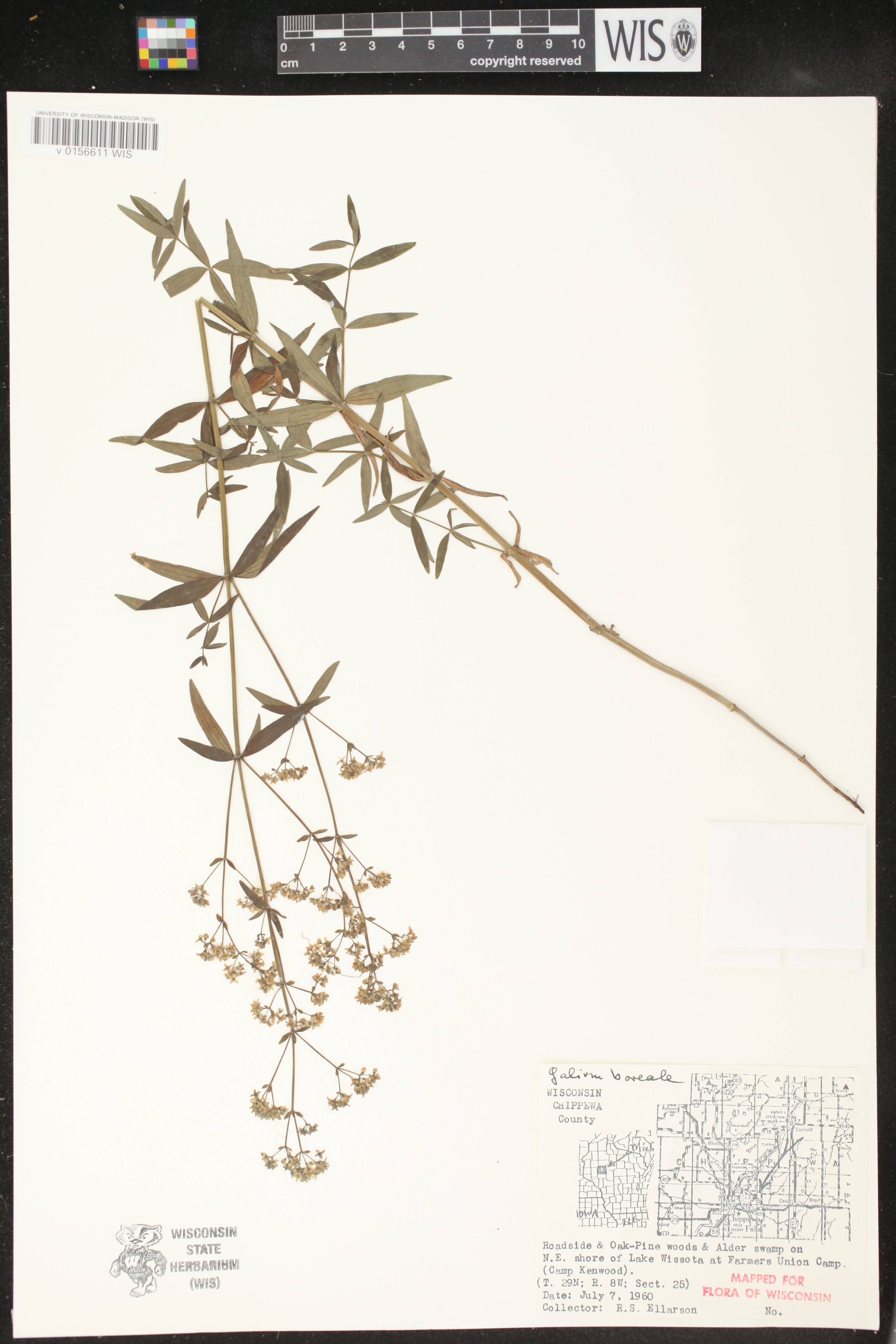 Galium boreale image