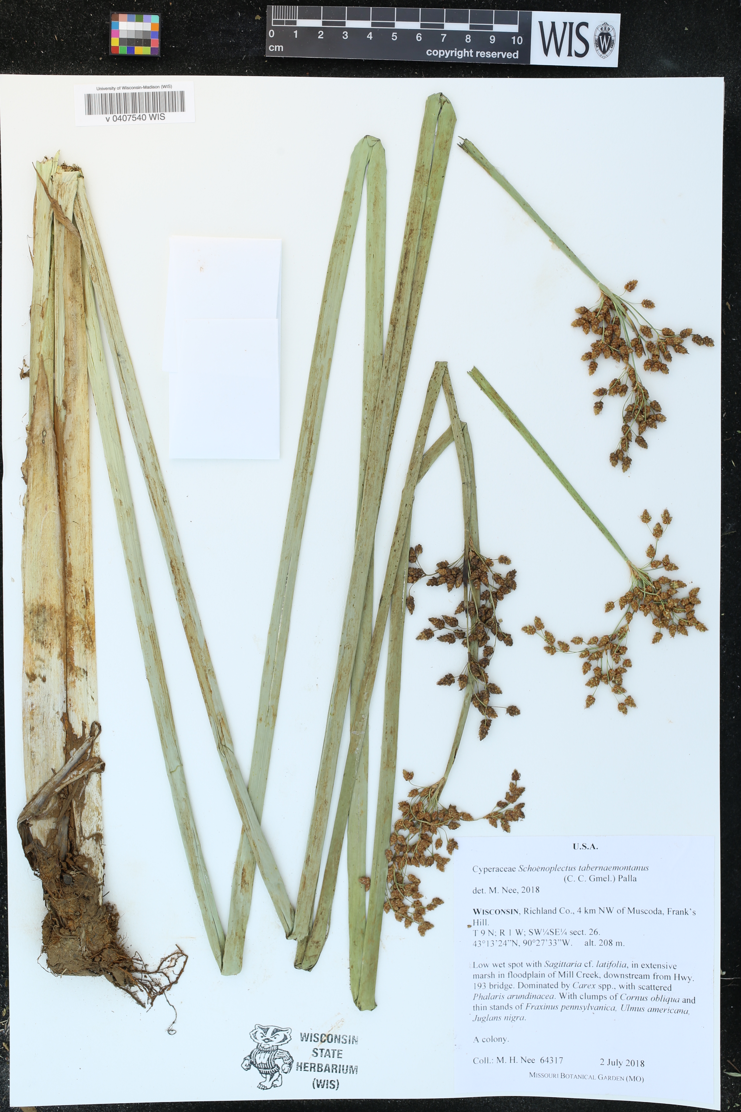 Schoenoplectus tabernaemontani image