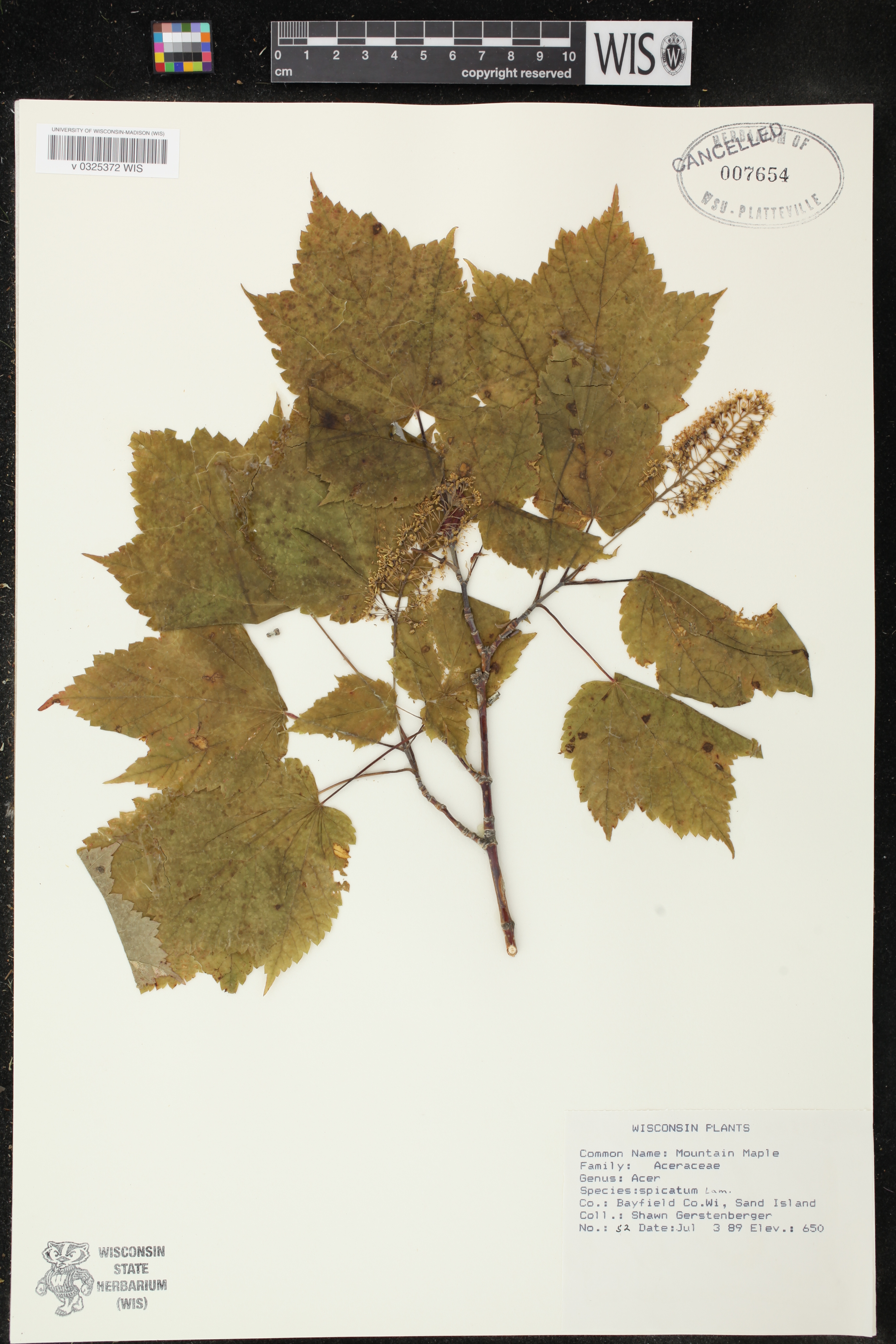 Acer spicatum image