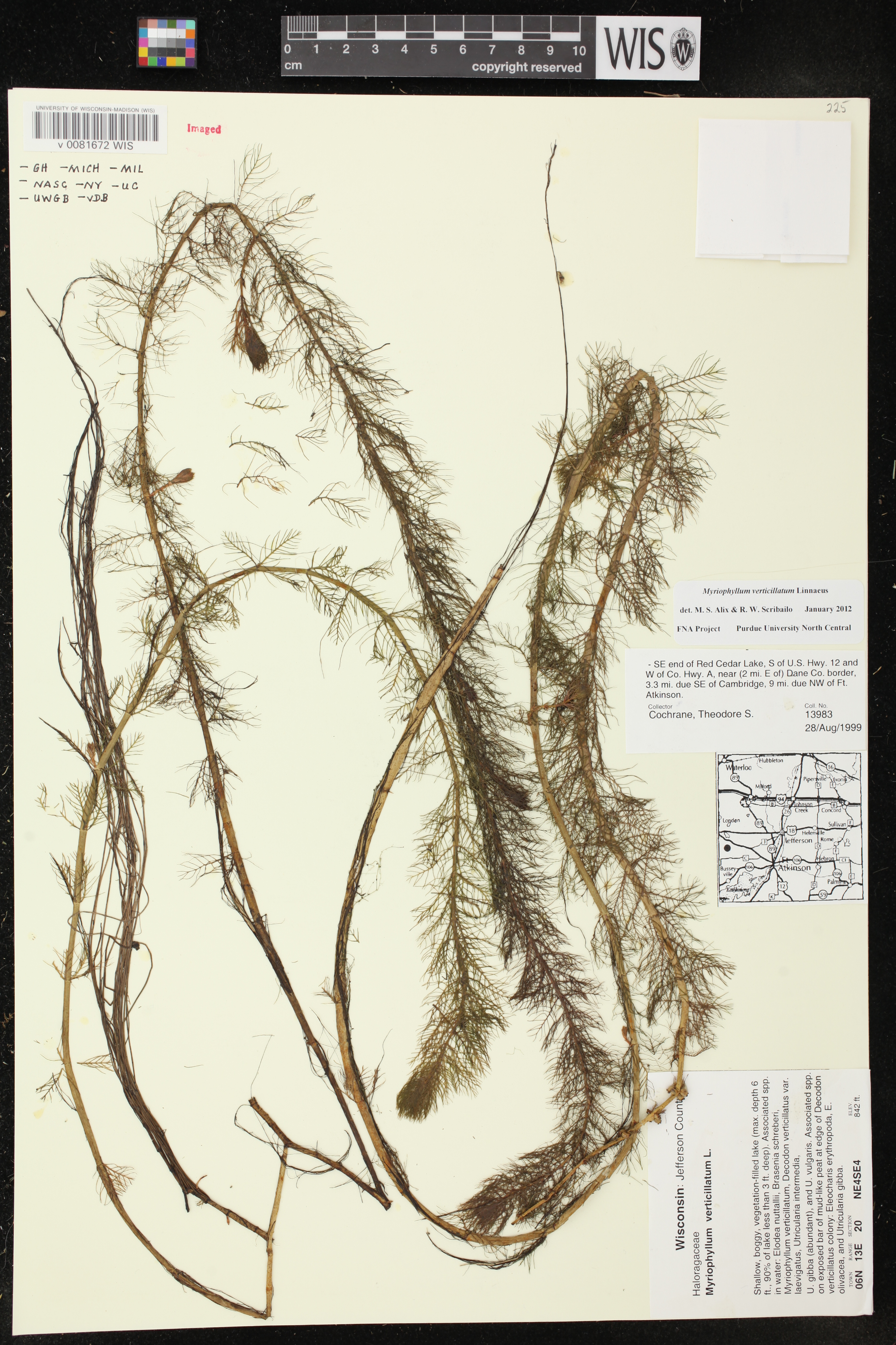 Myriophyllum verticillatum image