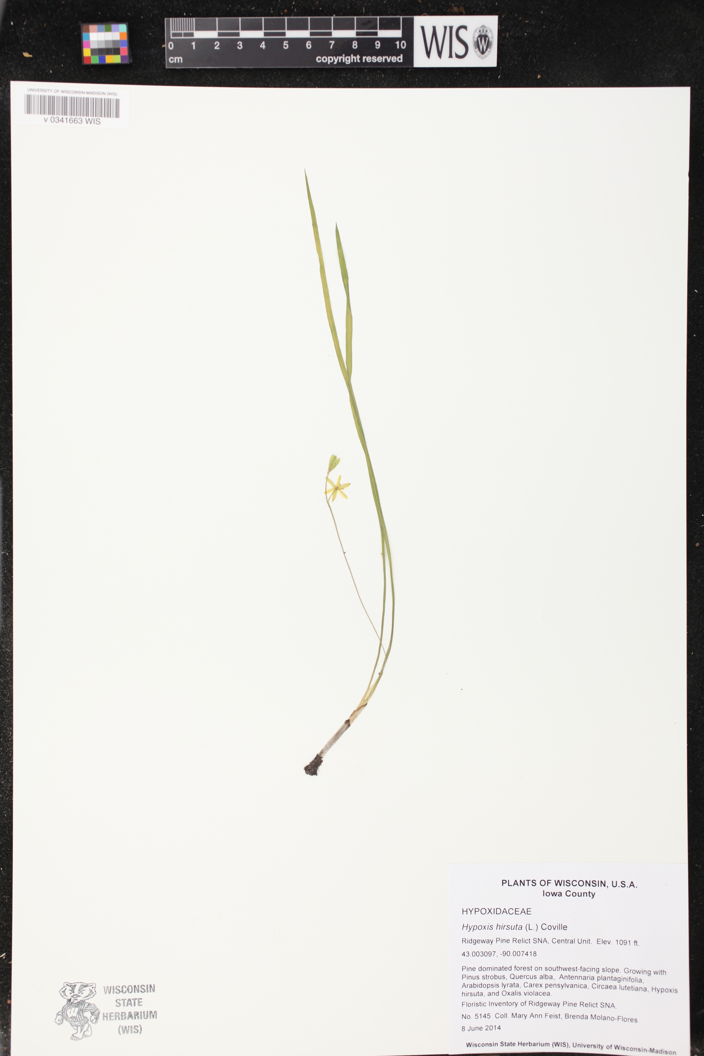 Hypoxis hirsuta image