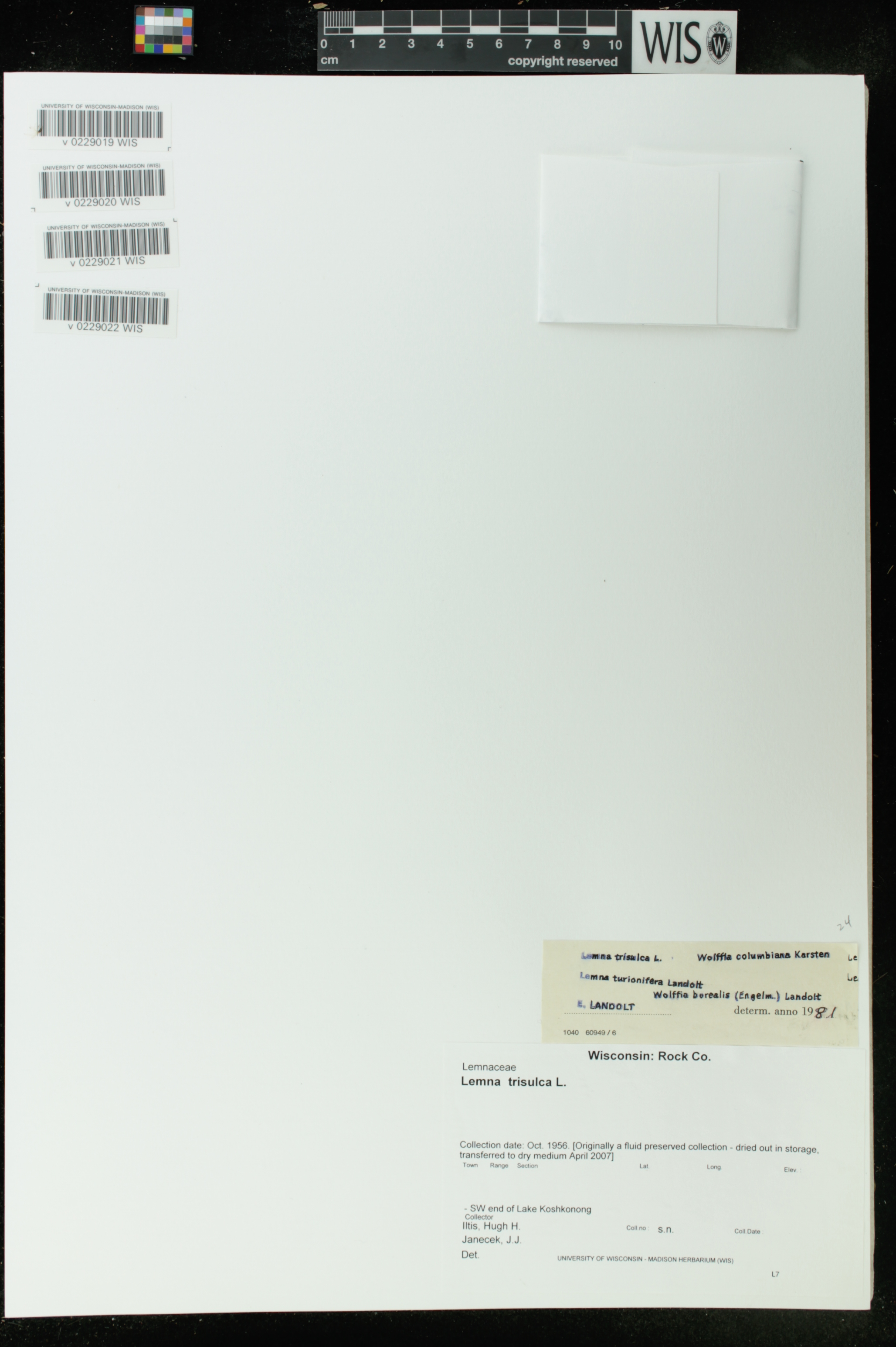 Lemna trisulca image