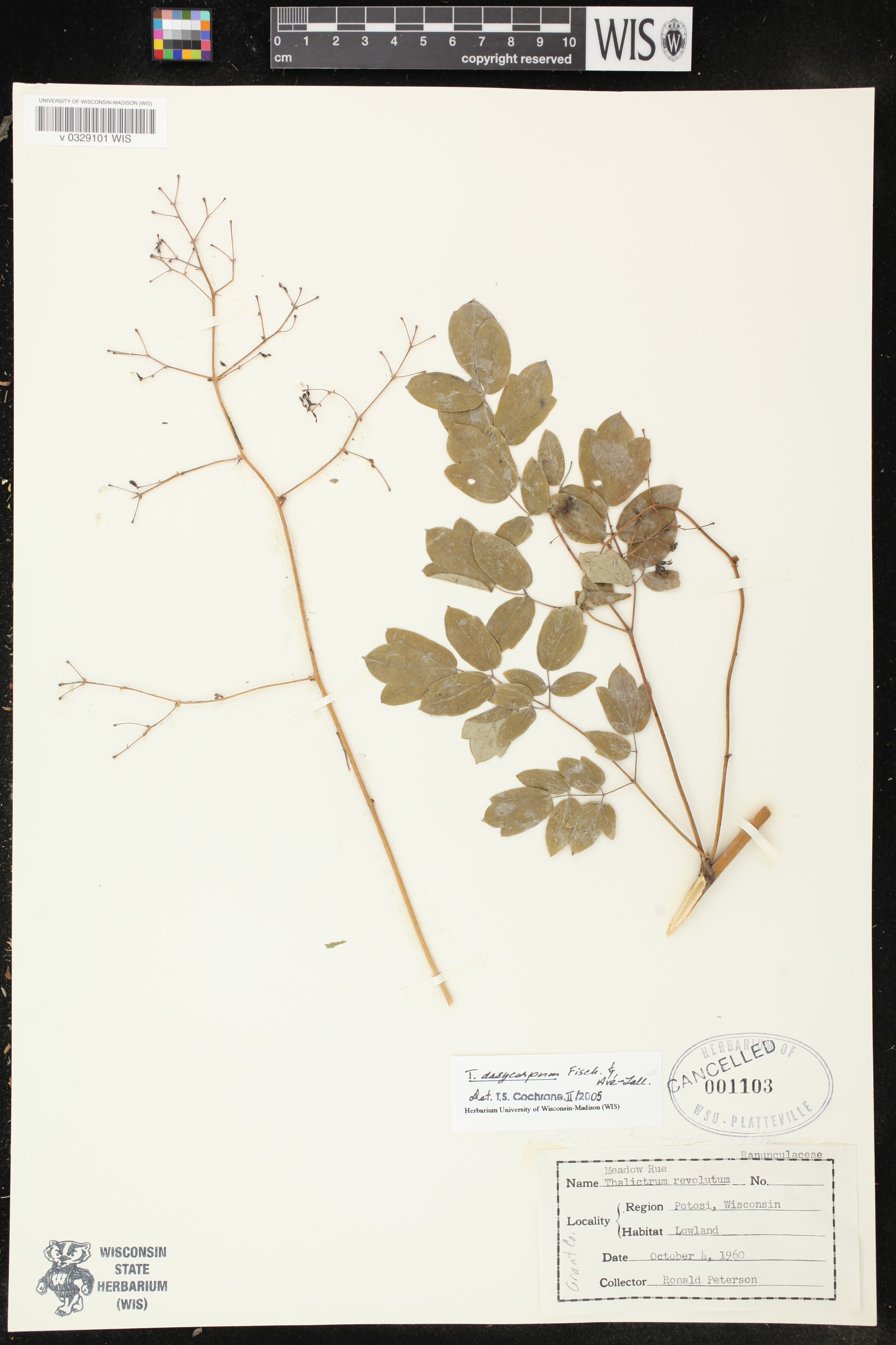 Thalictrum dasycarpum image