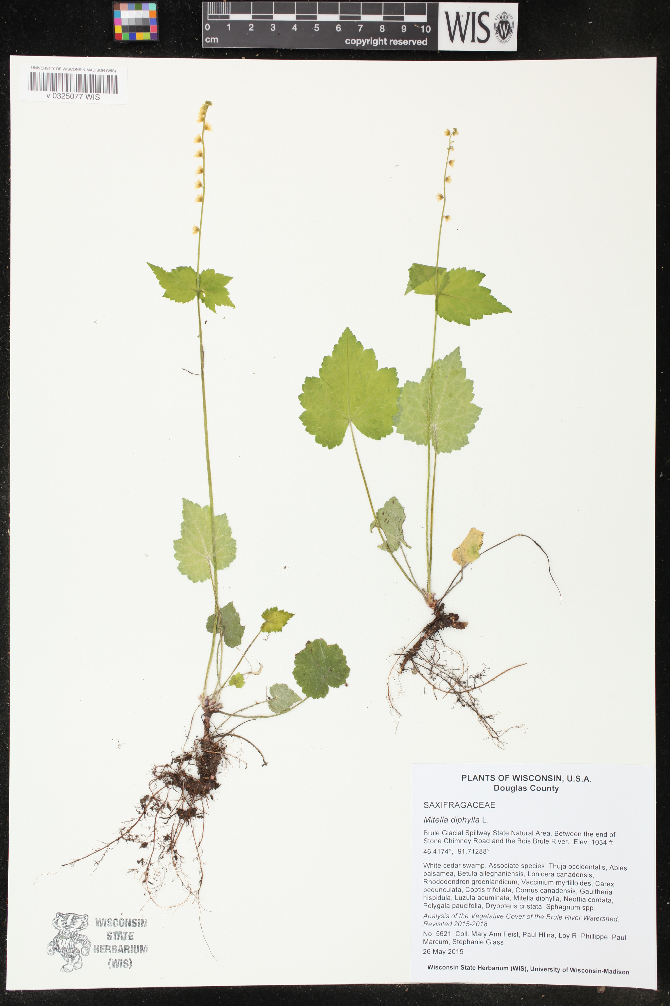Mitella diphylla image