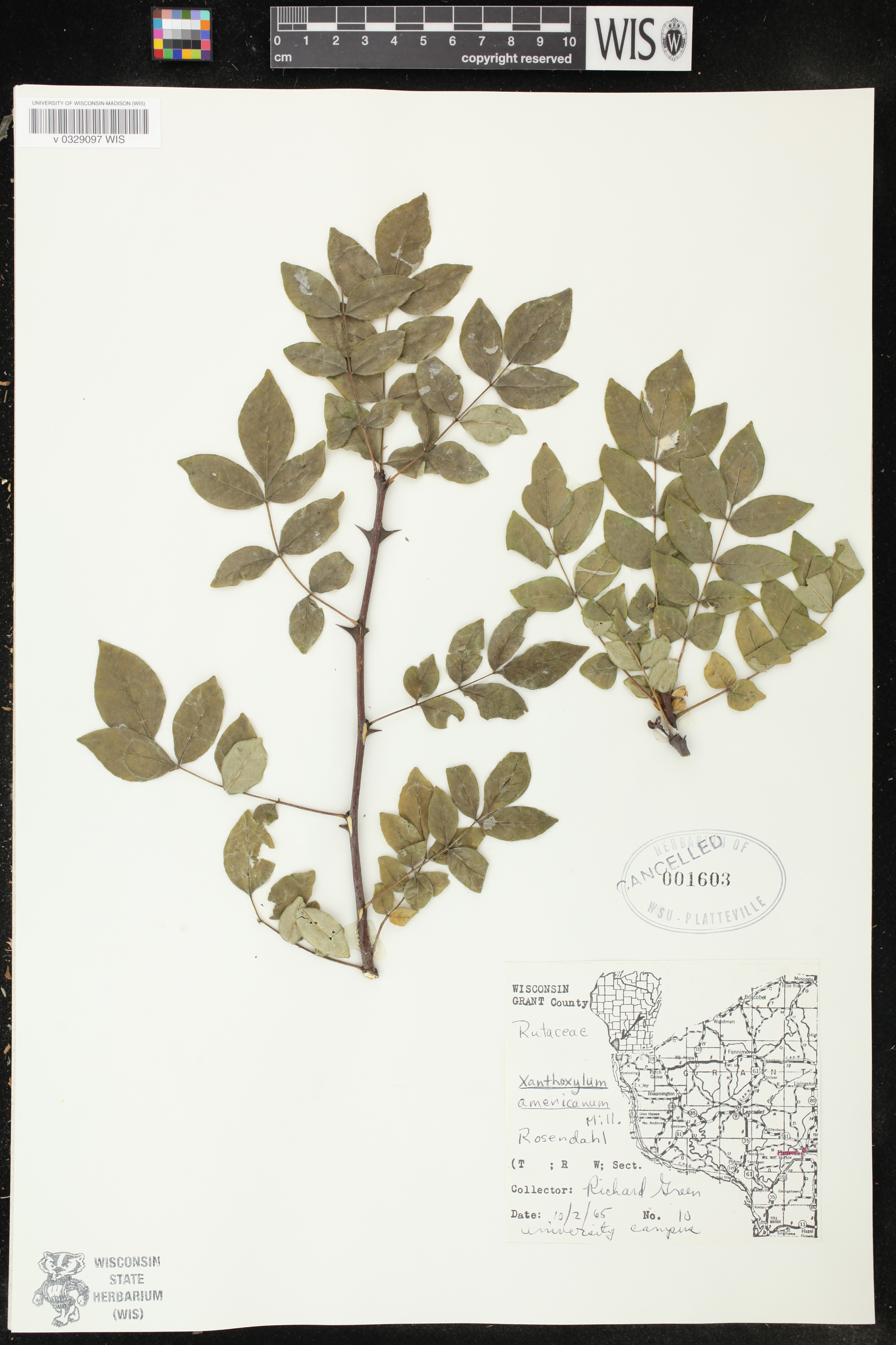 Zanthoxylum americanum image