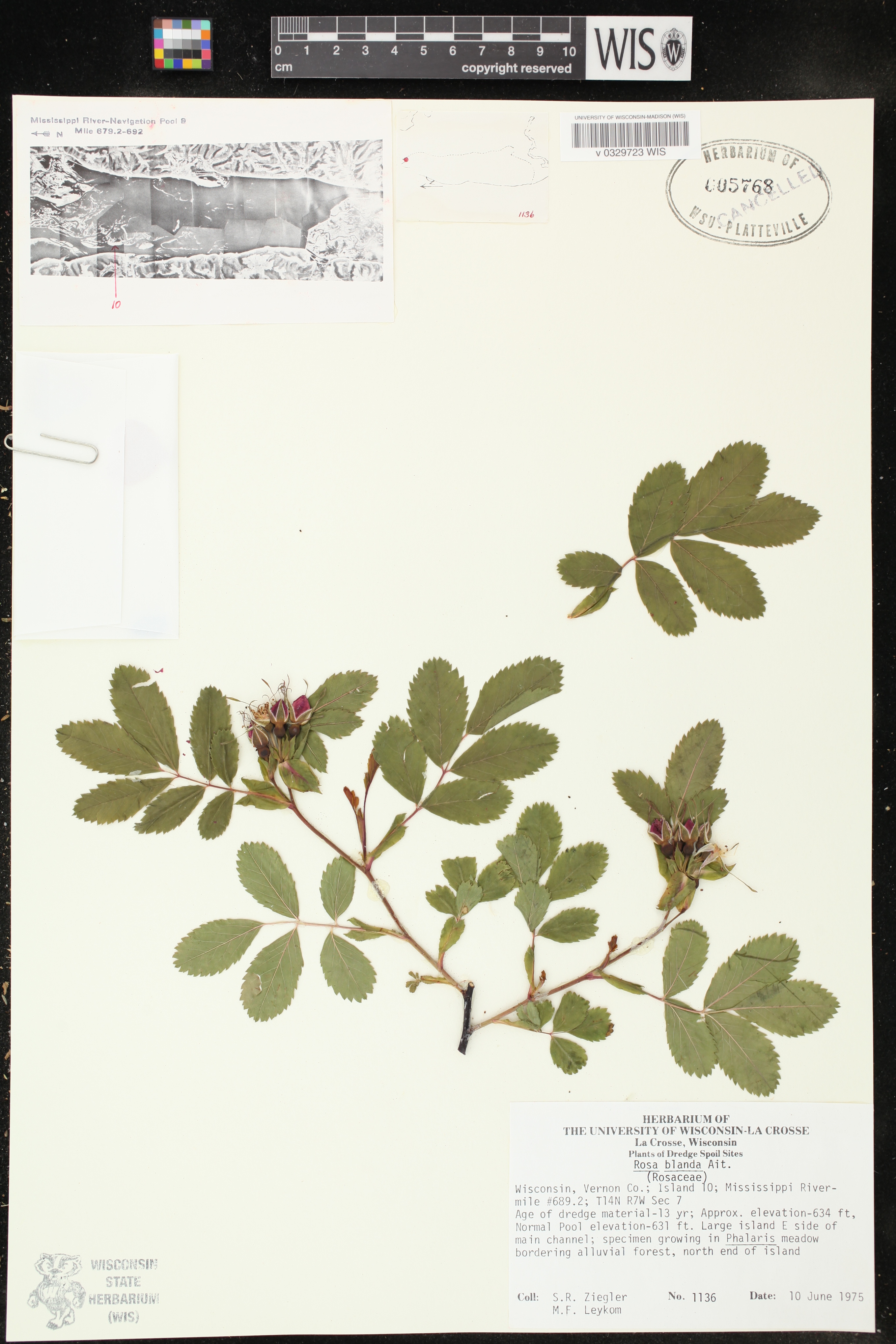 Rosa blanda image