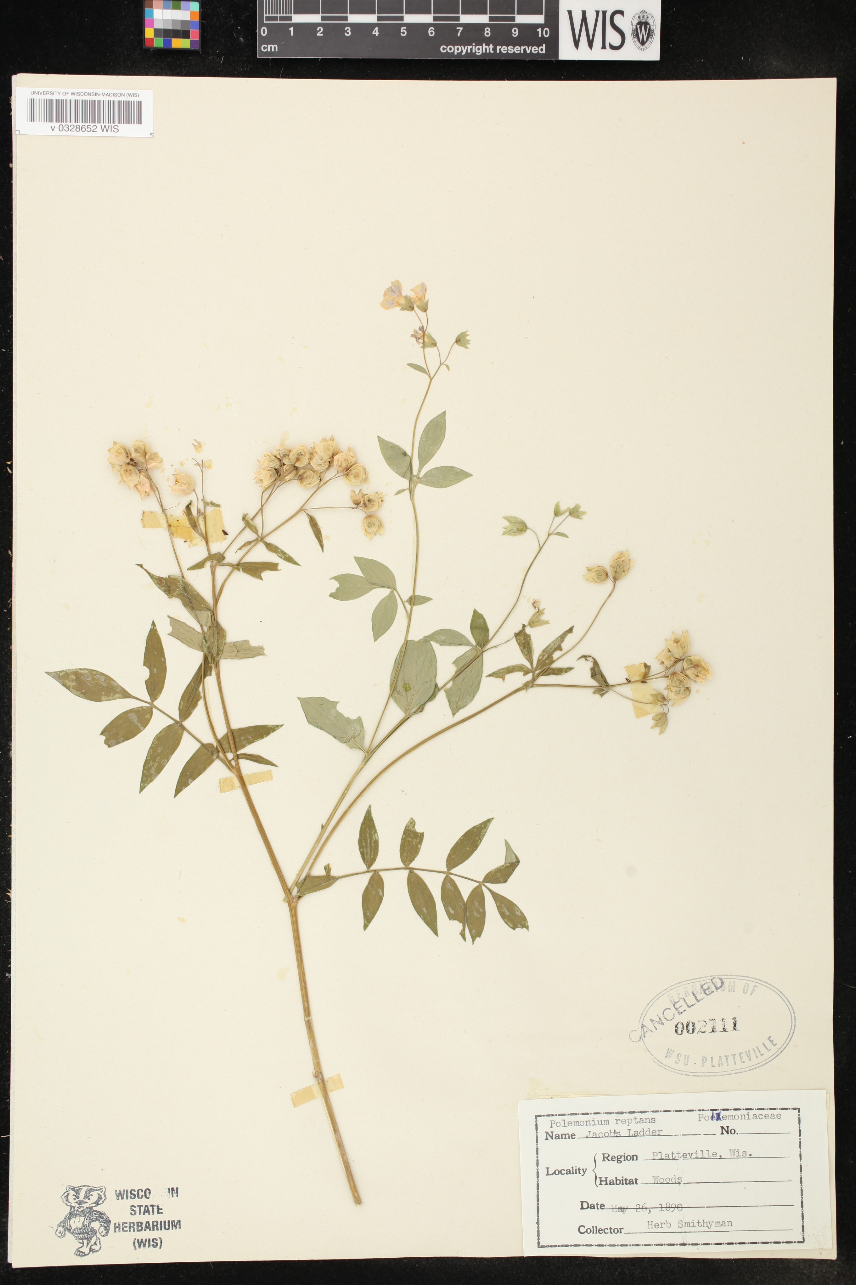 Polemonium reptans var. reptans image