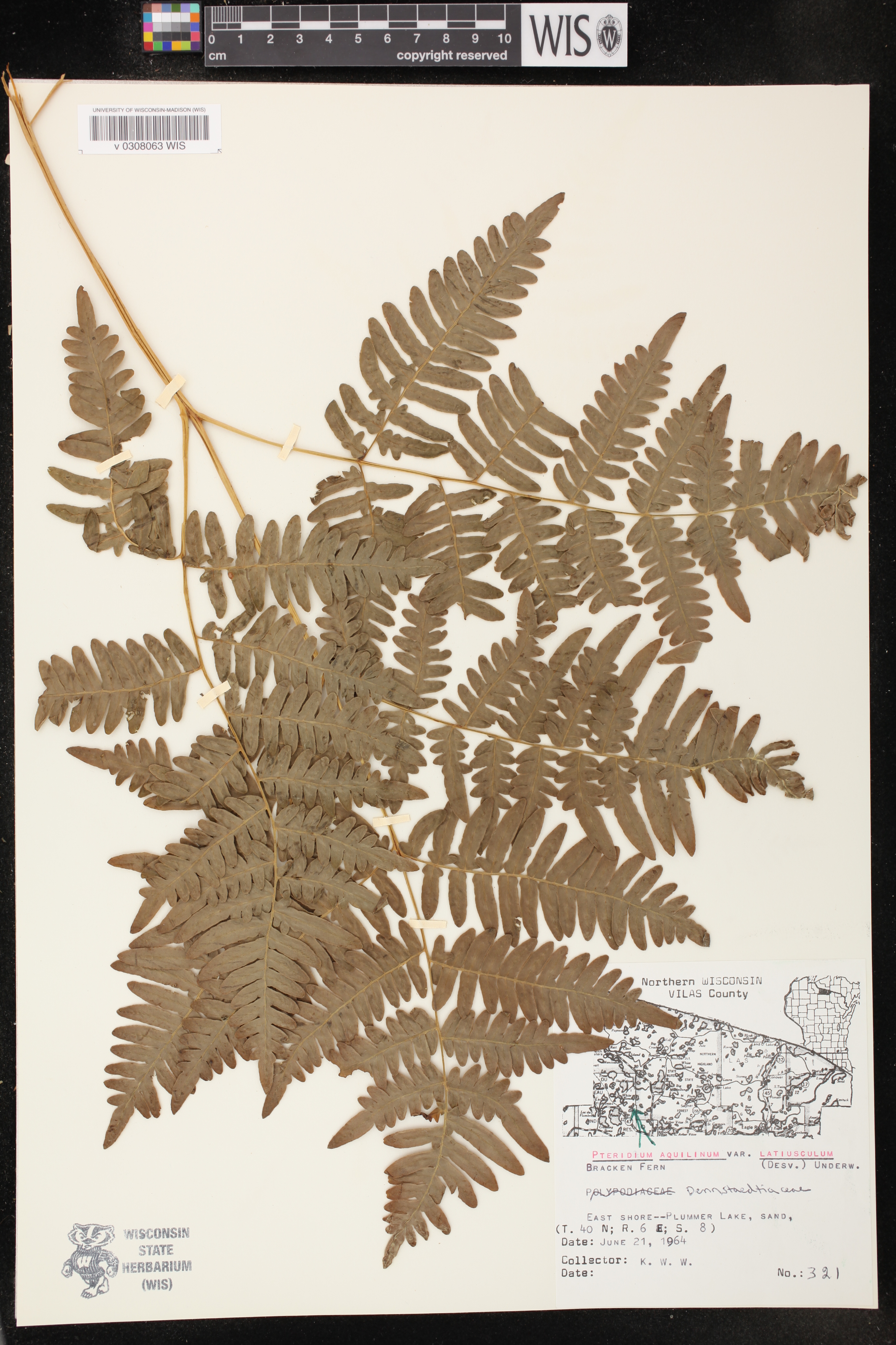 Pteridium aquilinum var. latiusculum image