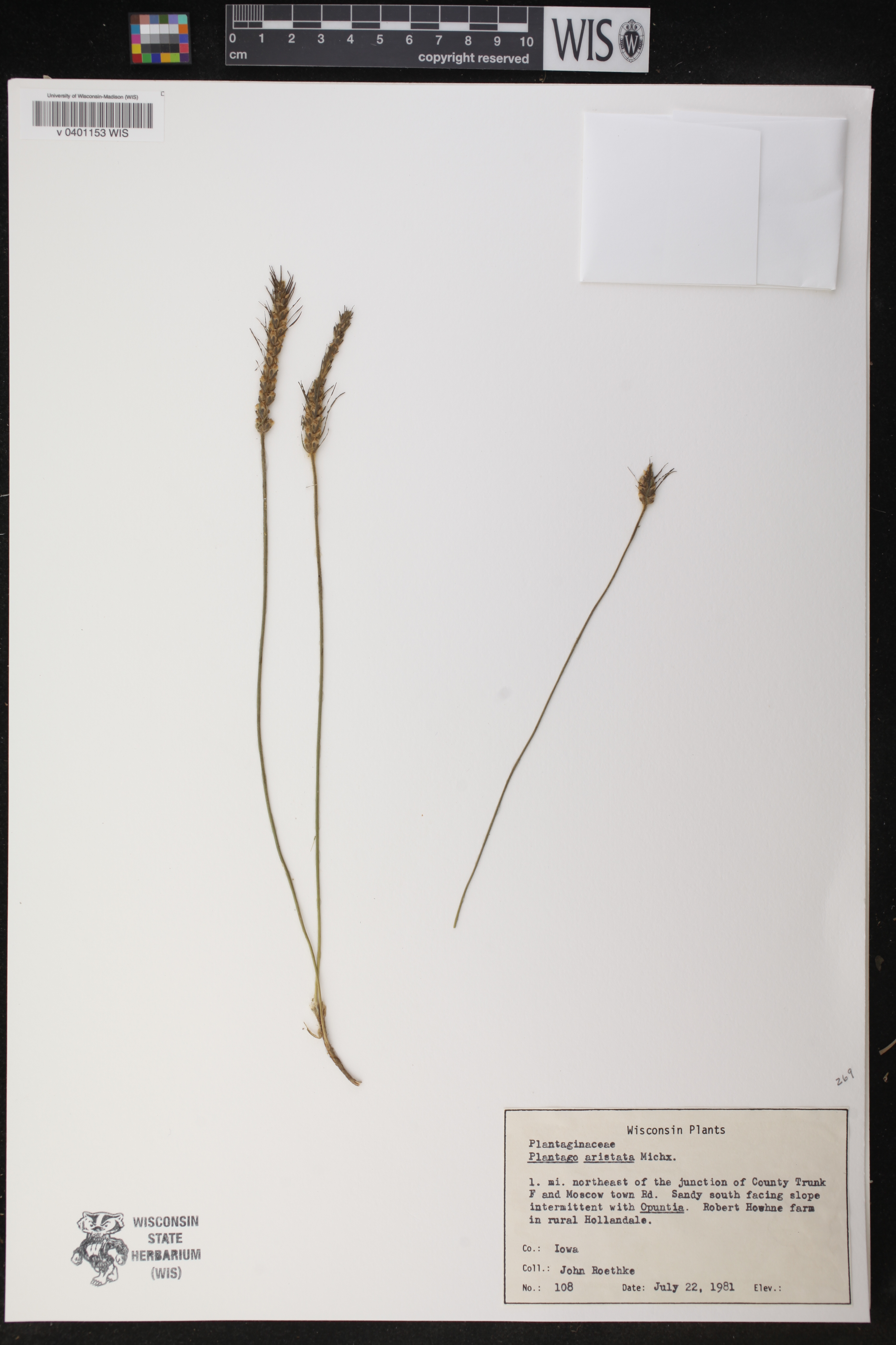 Plantago aristata image