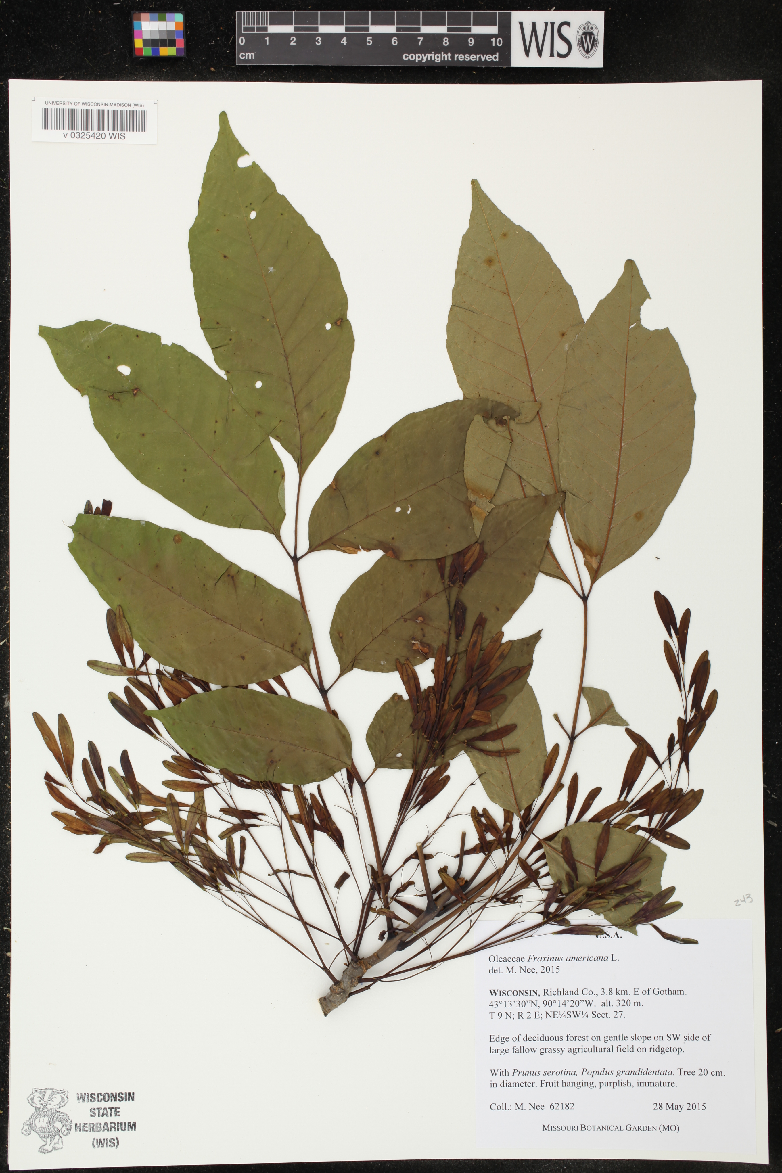 Fraxinus americana image