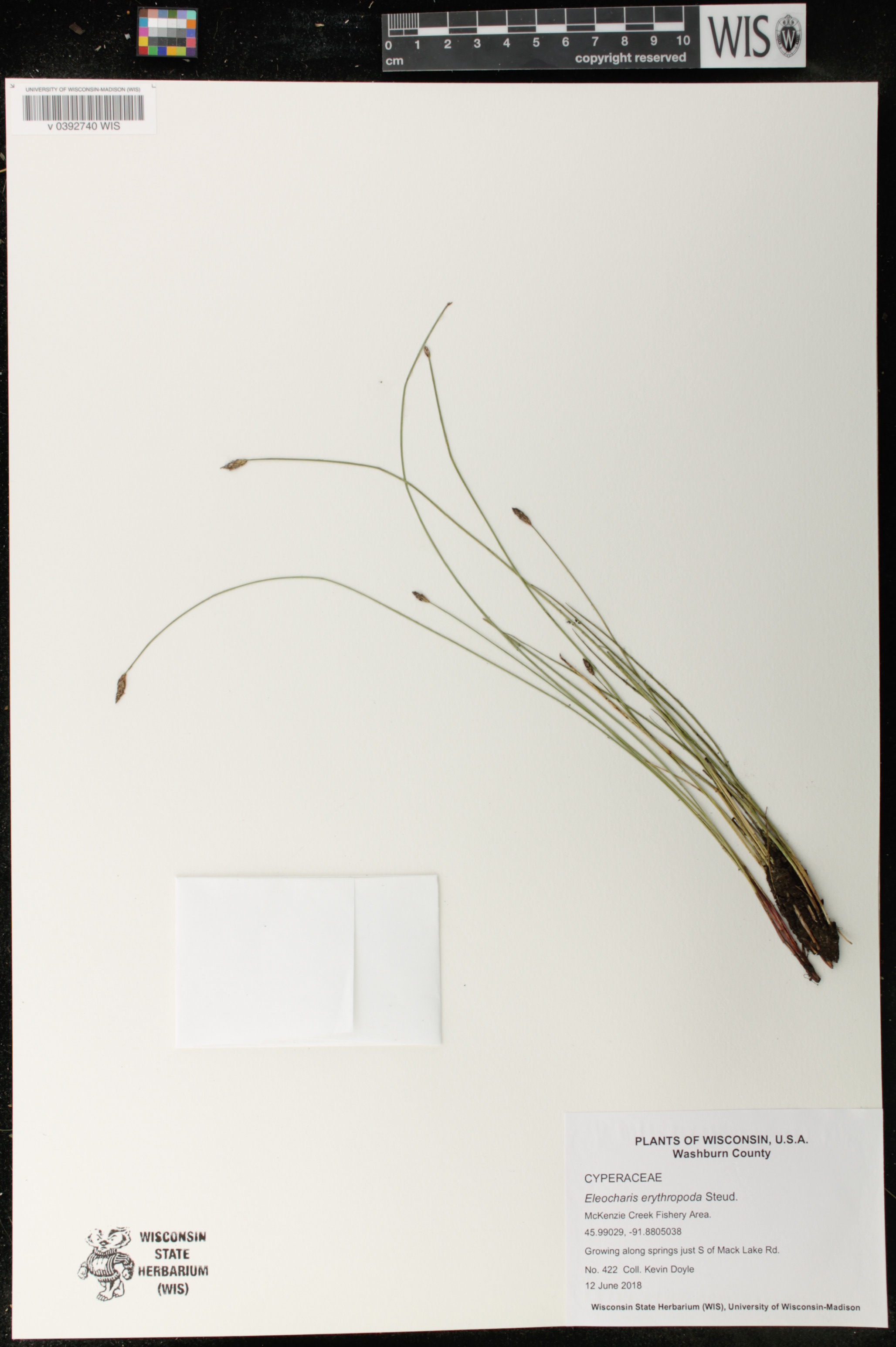 Eleocharis erythropoda image