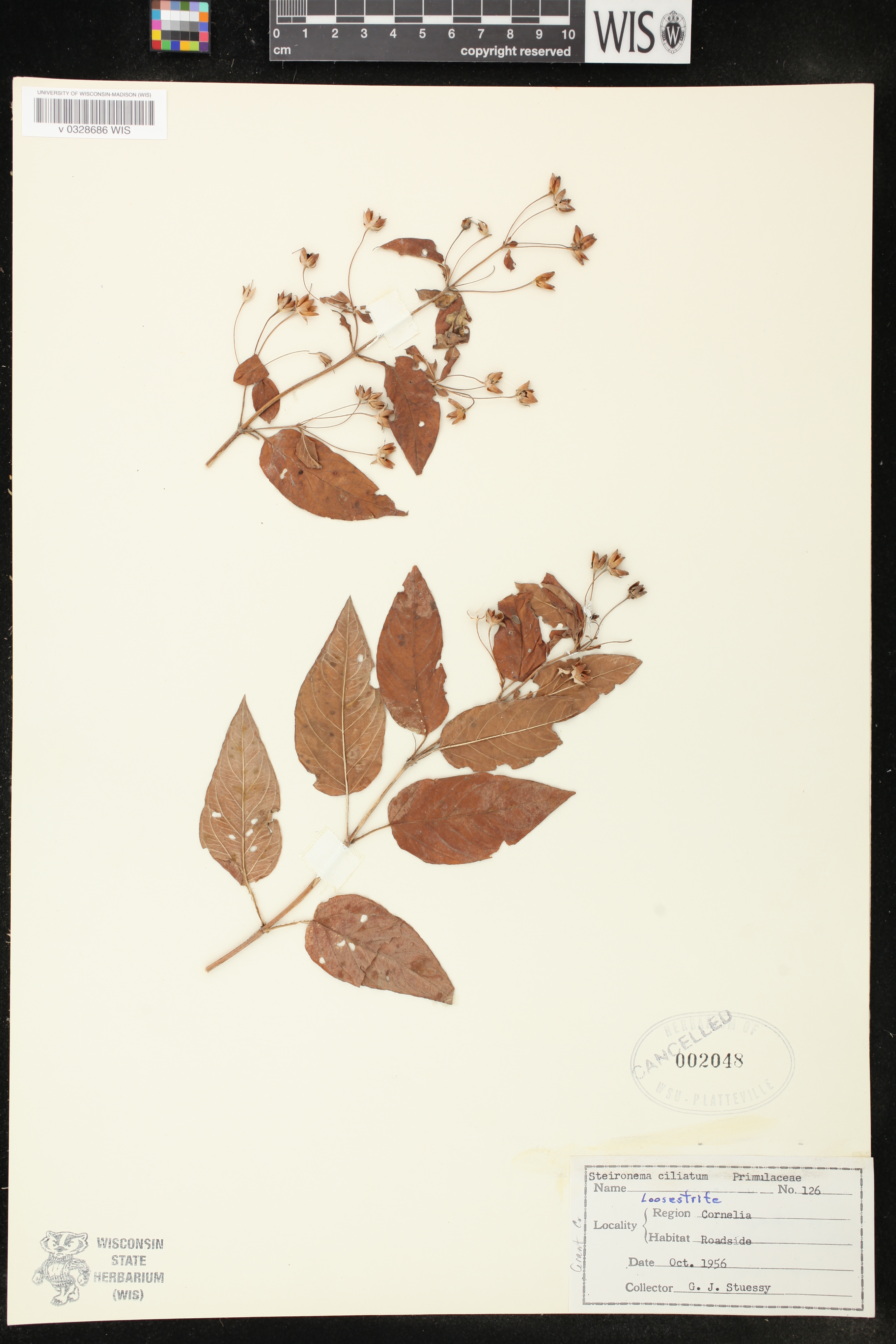 Lysimachia ciliata image