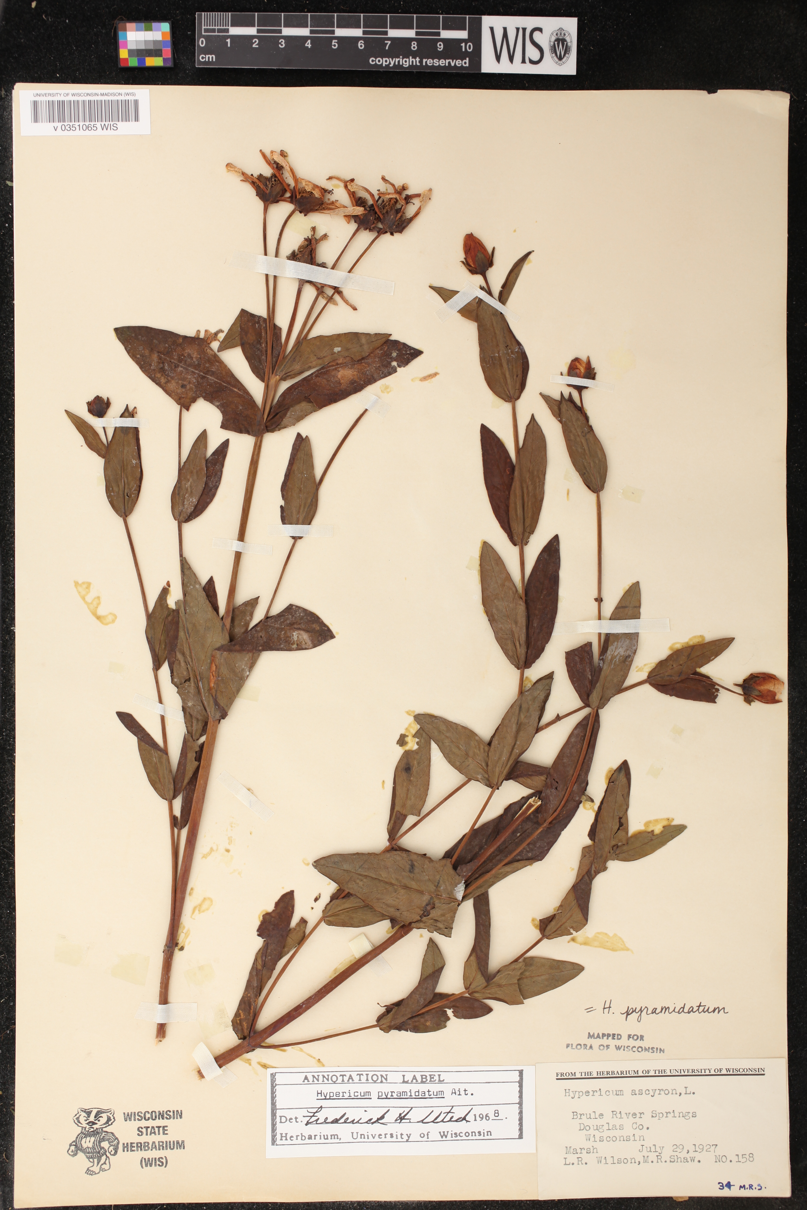Hypericum ascyron image