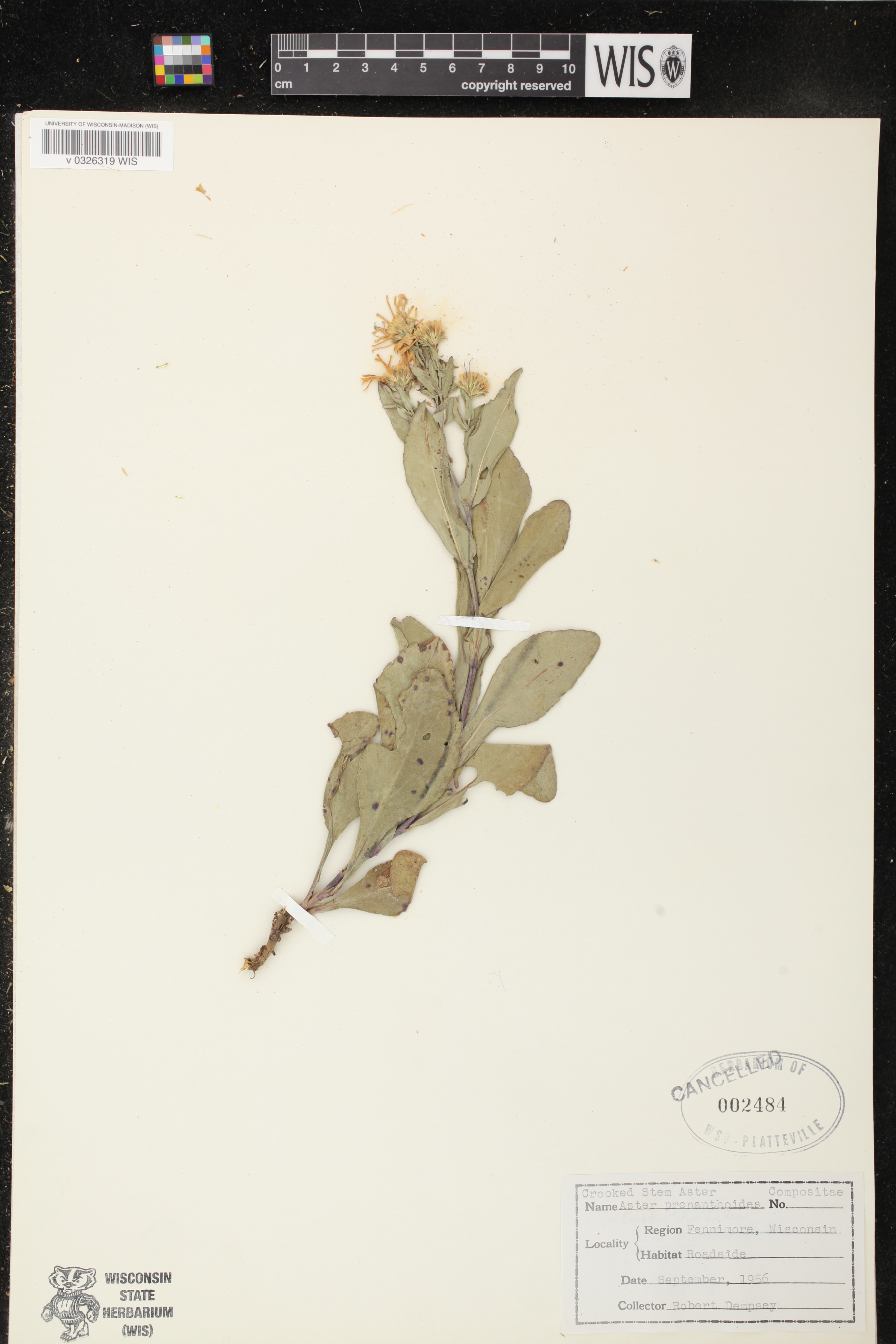 Symphyotrichum prenanthoides image